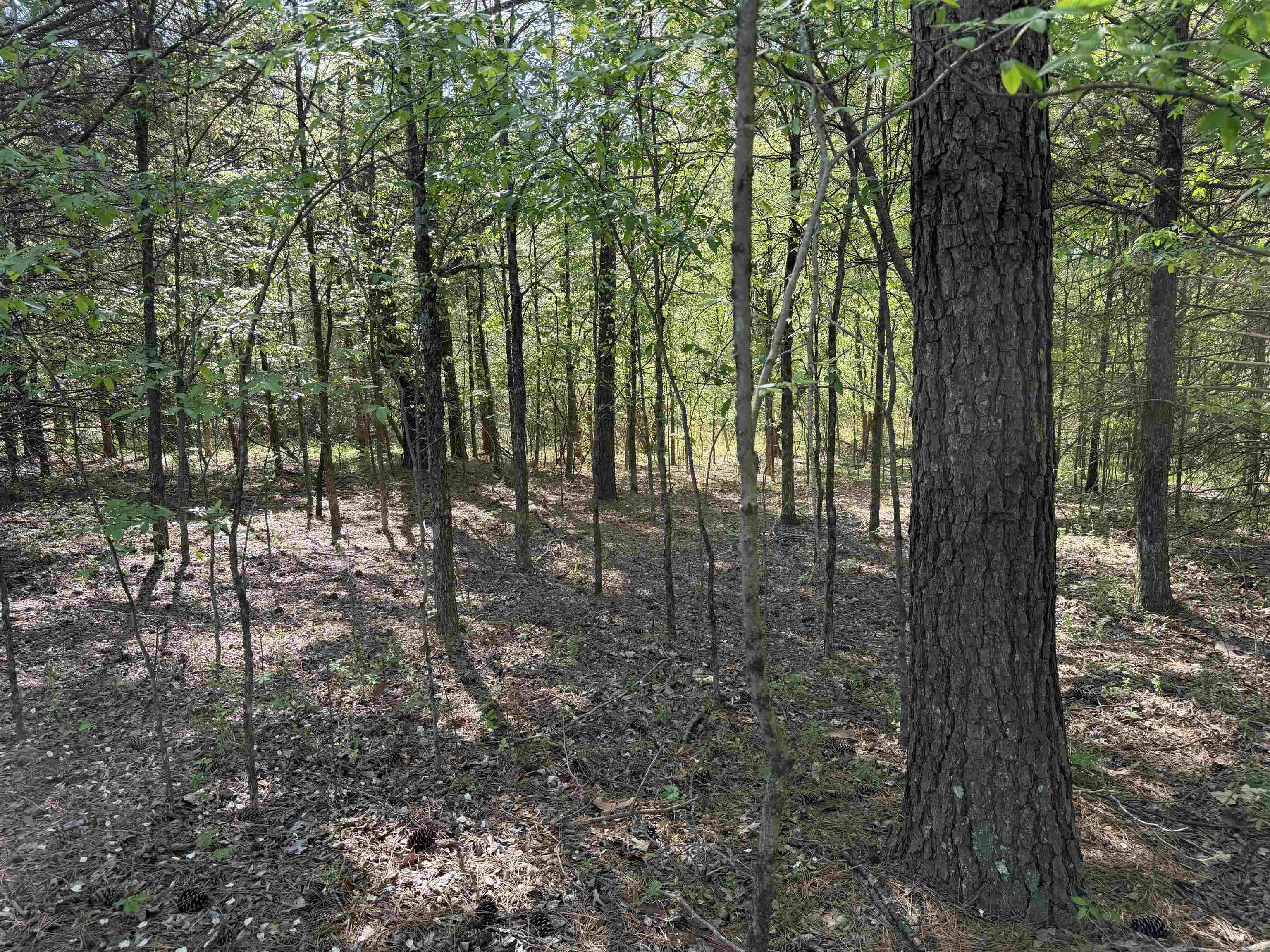 A Burnett Road Williston, TN 38076 - Photo 16 of 25 a view of outdoor space and garden