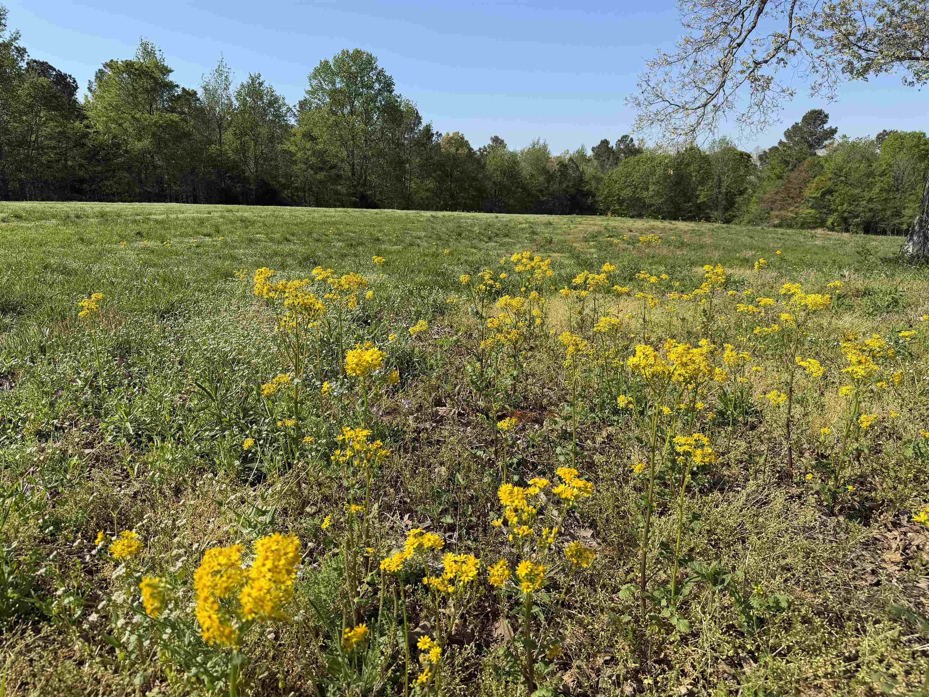 A Burnett Road Williston, TN 38076 - Photo 17 of 25 a view of a lush green outdoor space with a lake view