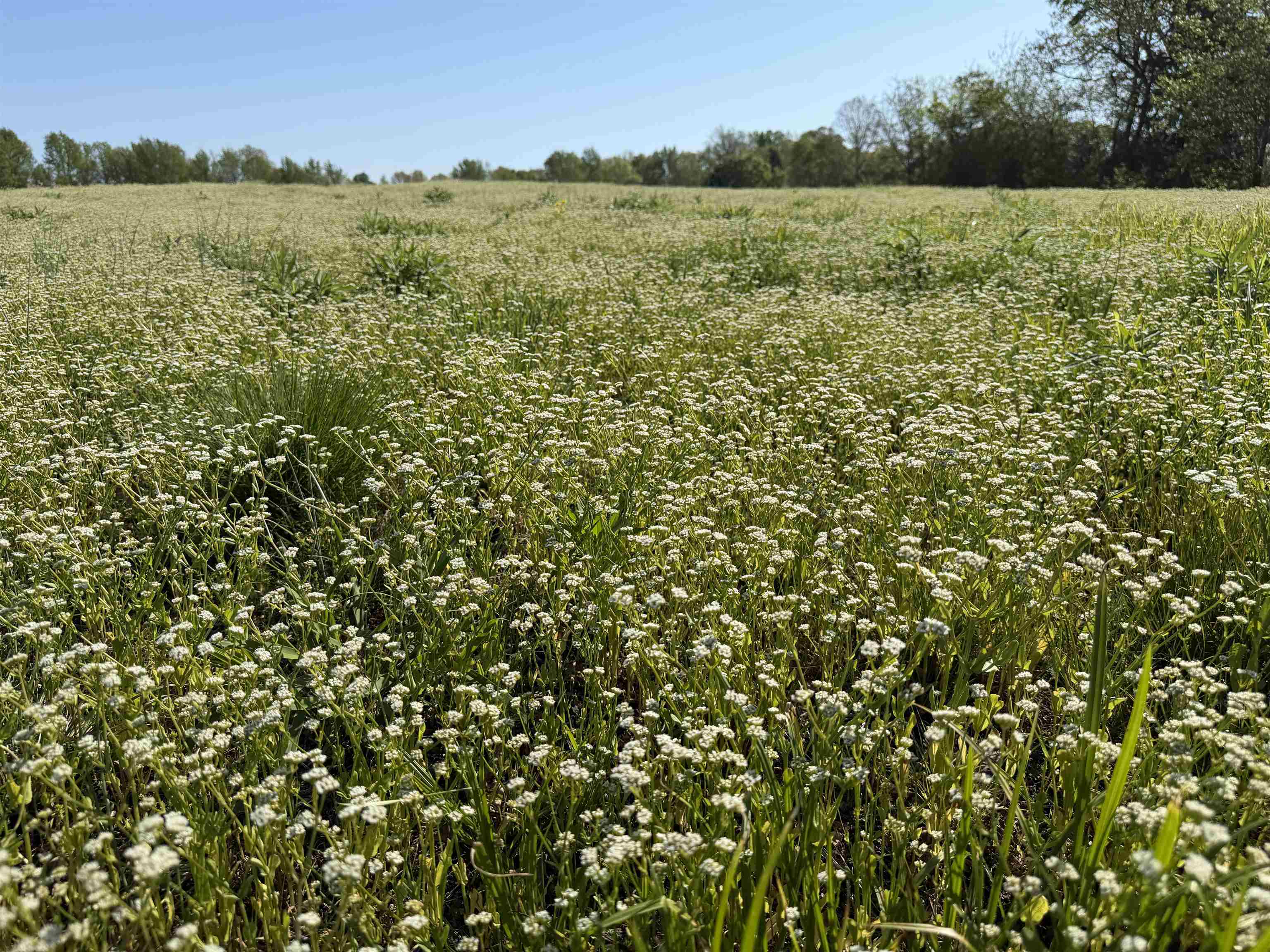 A Burnett Road Williston, TN 38076 - Photo 18 of 25 a view of a lake from a yard