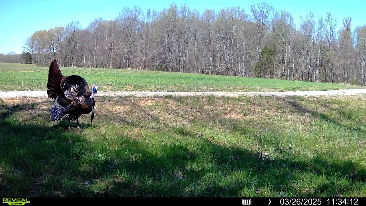 A Burnett Road Williston, TN 38076 - Photo 23 of 25 a view of a backyard