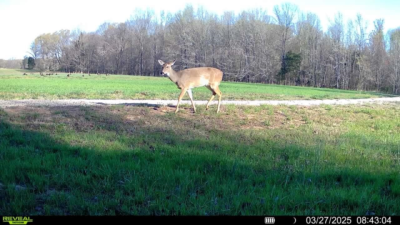 A Burnett Road Williston, TN 38076 - Photo 24 of 25 a backyard of a house with a yard and outdoor seating