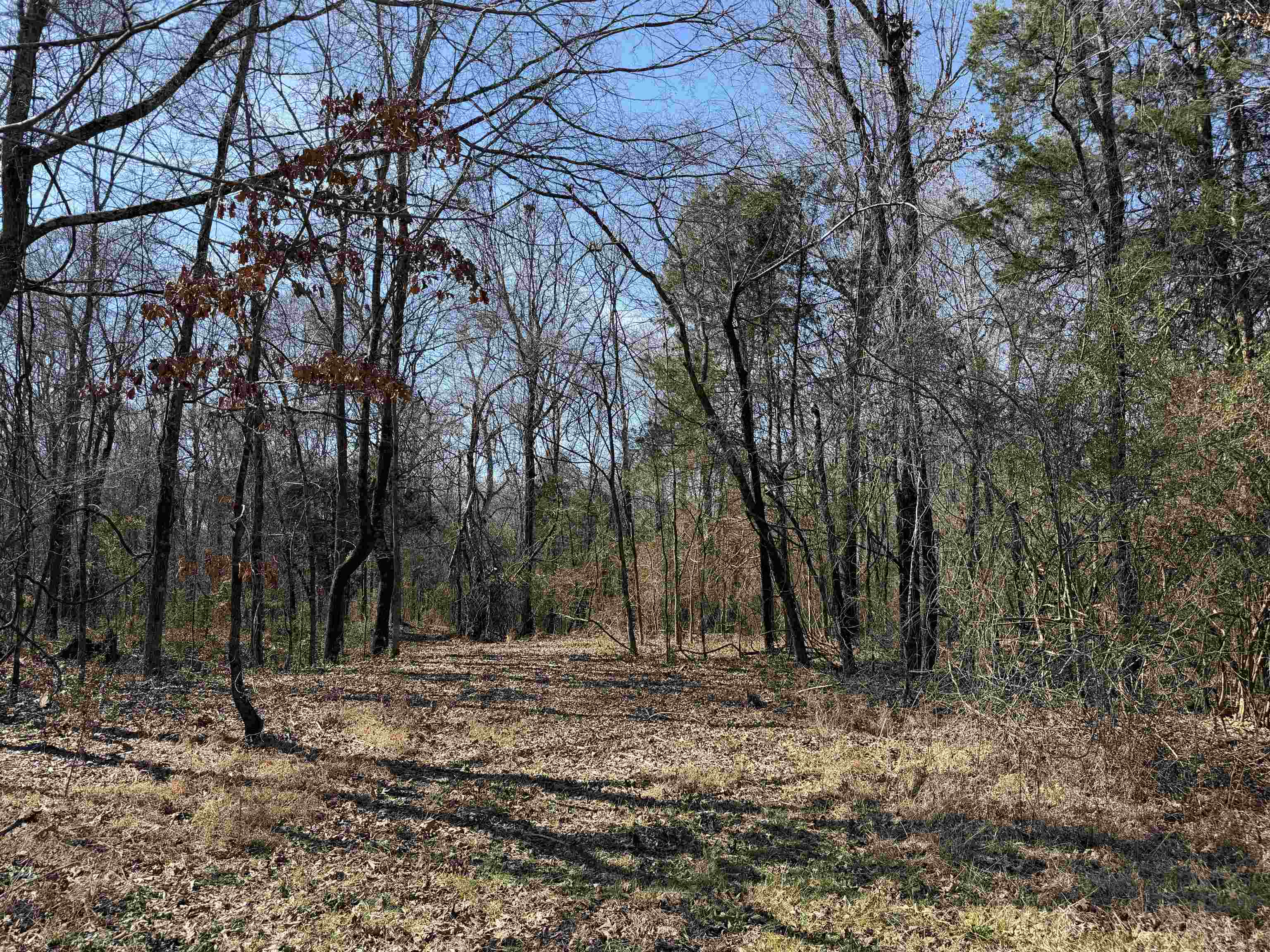 A Burnett Road Williston, TN 38076 - Photo 5 of 25 a view of outdoor space with trees