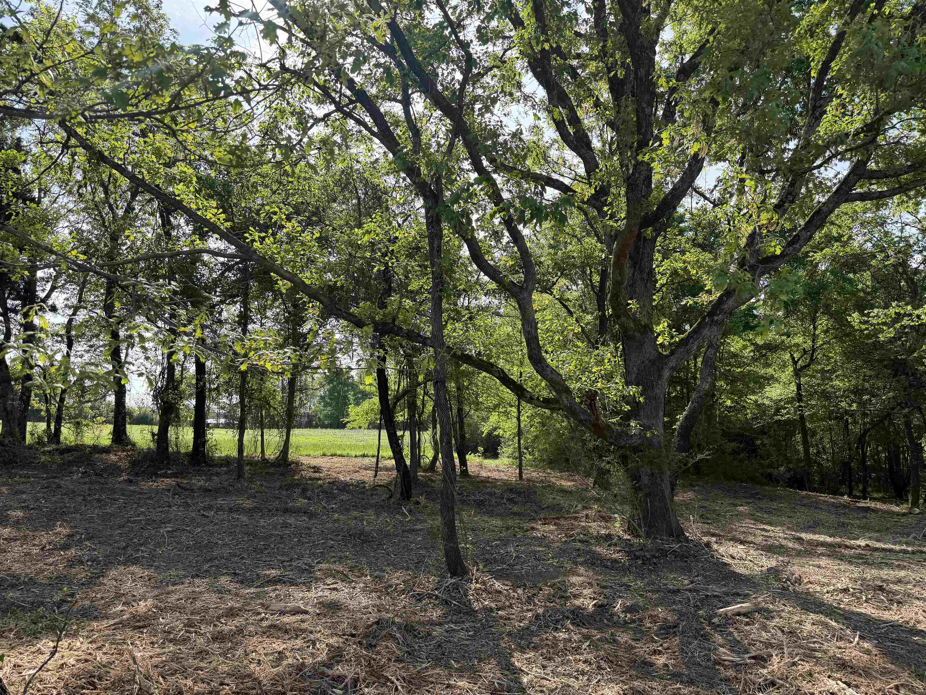 A Burnett Road Williston, TN 38076 - Photo 6 of 25 a view of park with trees