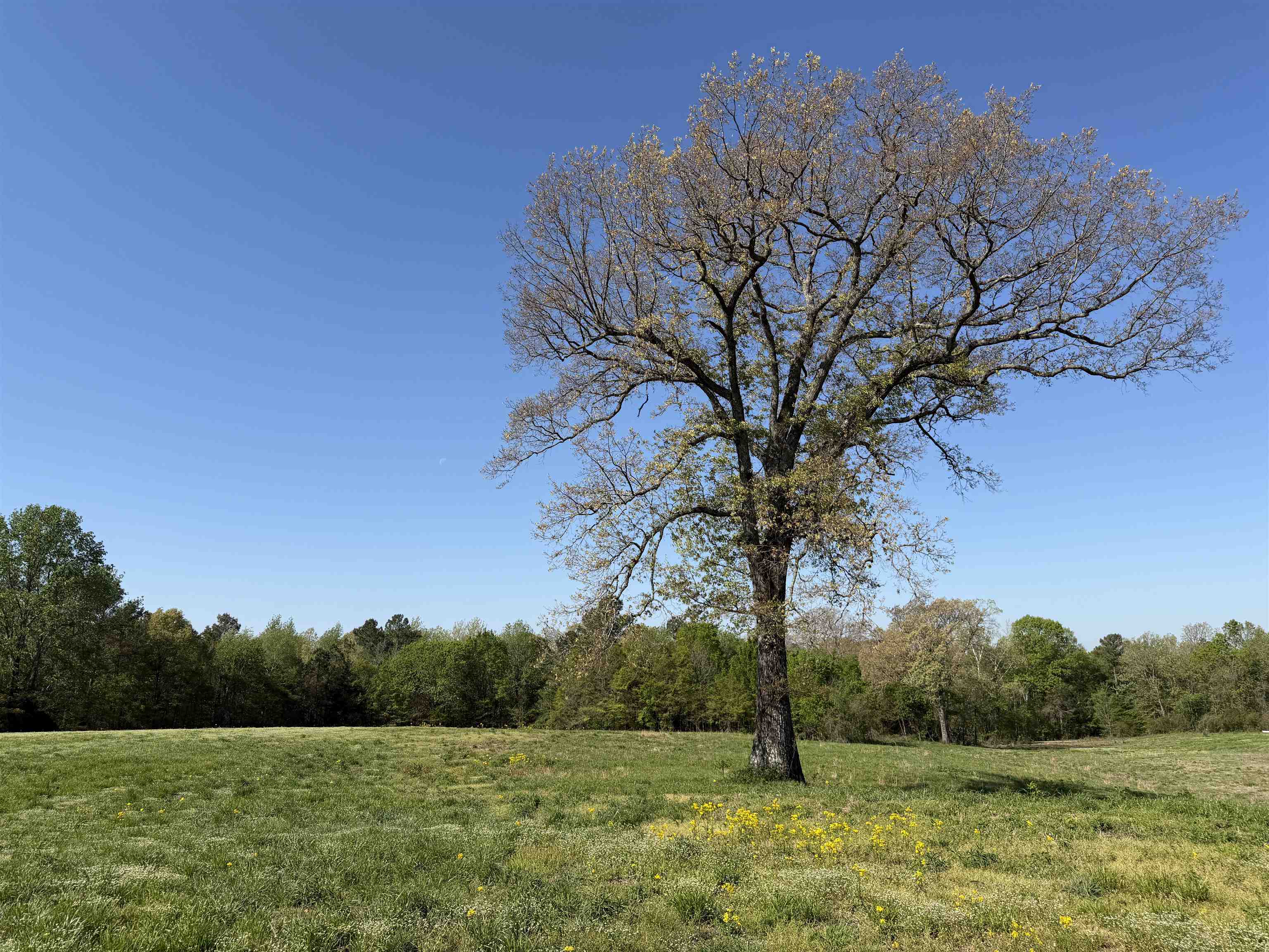 A Burnett Road Williston, TN 38076 - Photo 7 of 25 a view of a garden with a tree