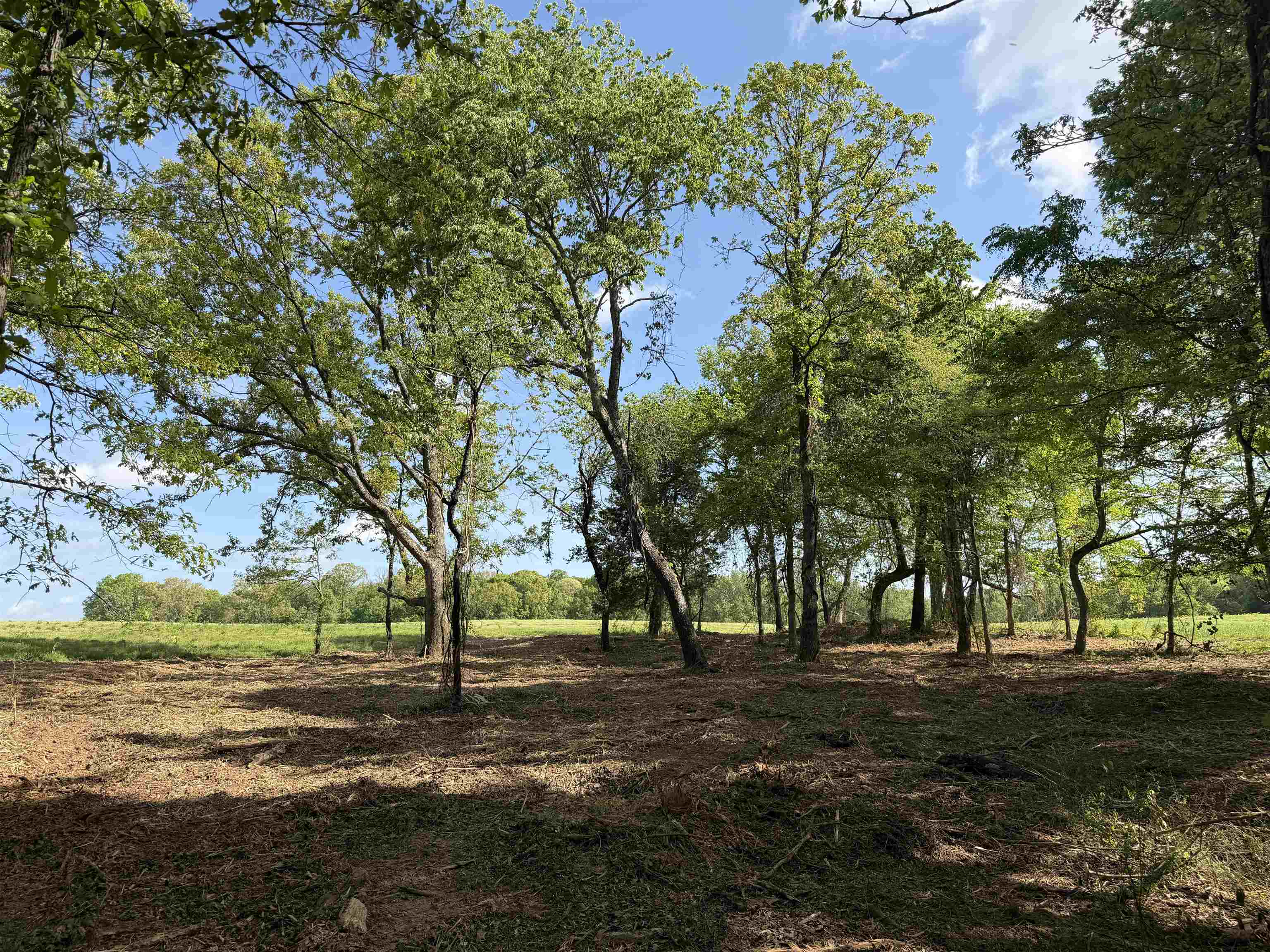A Burnett Road Williston, TN 38076 - Photo 8 of 25 a view of outdoor space with trees