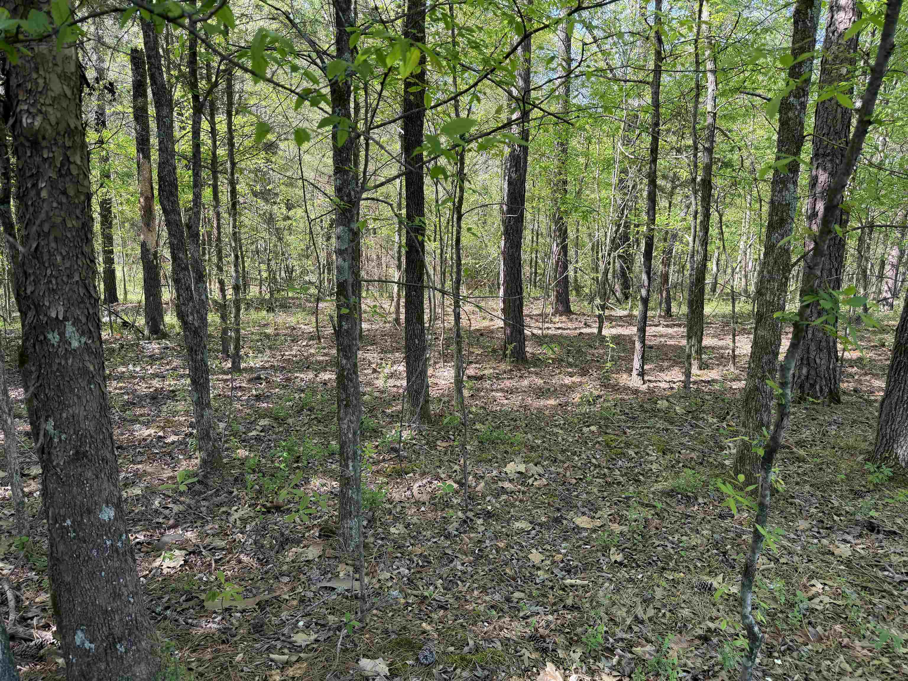 A Burnett Road Williston, TN 38076 - Photo 9 of 25 a view of outdoor space with lots of green trees