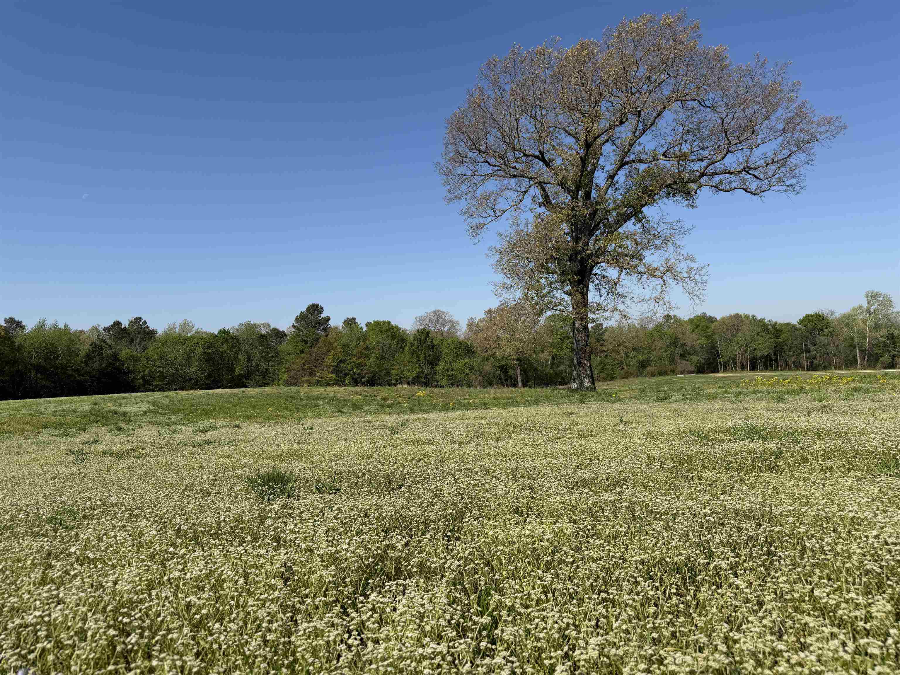 A Burnett Road Williston, TN 38076 - Photo 10 of 25 a view of outdoor space and yard