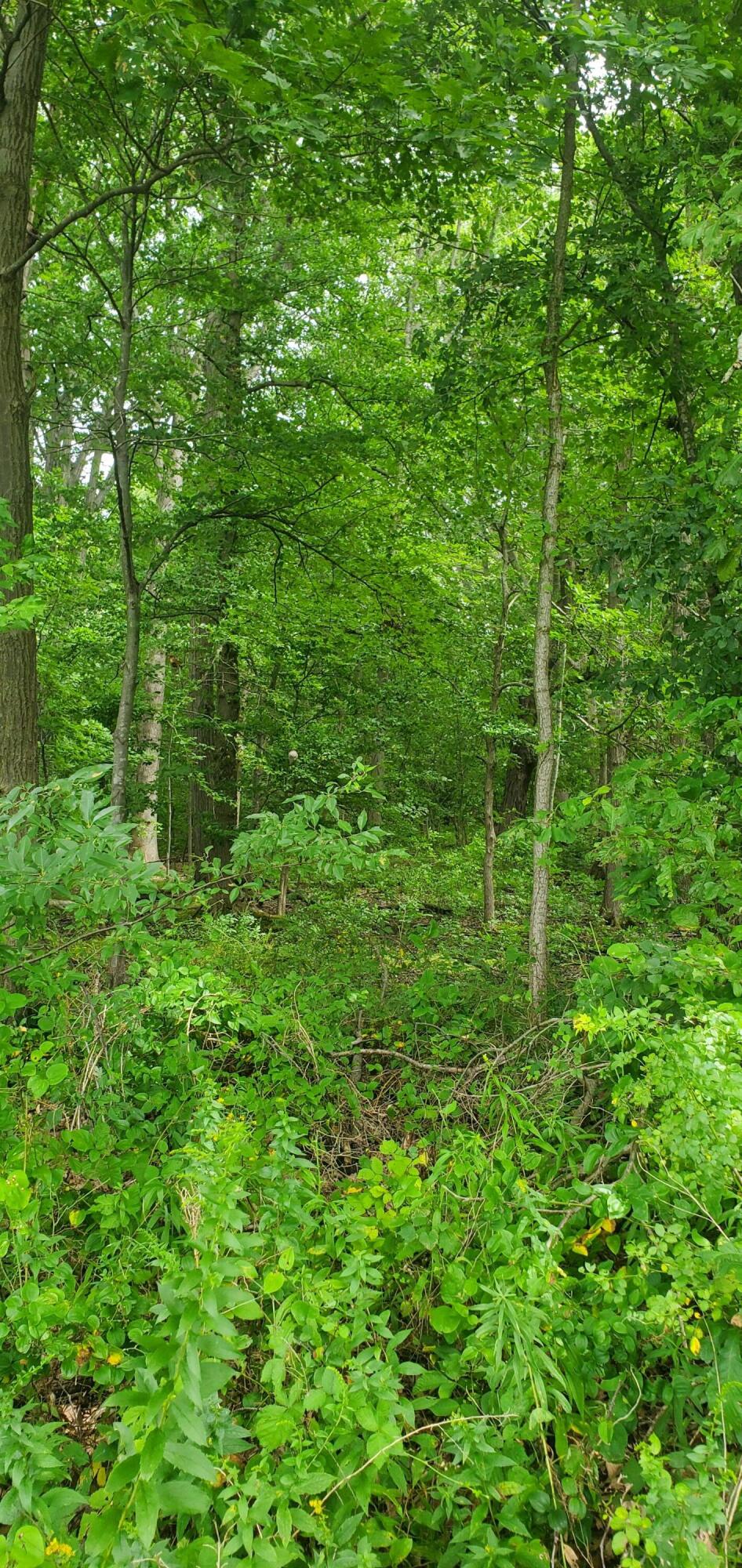 West Warren Woods Road Lakeside, MI 49128 - Photo 11 of 13 Woods and water