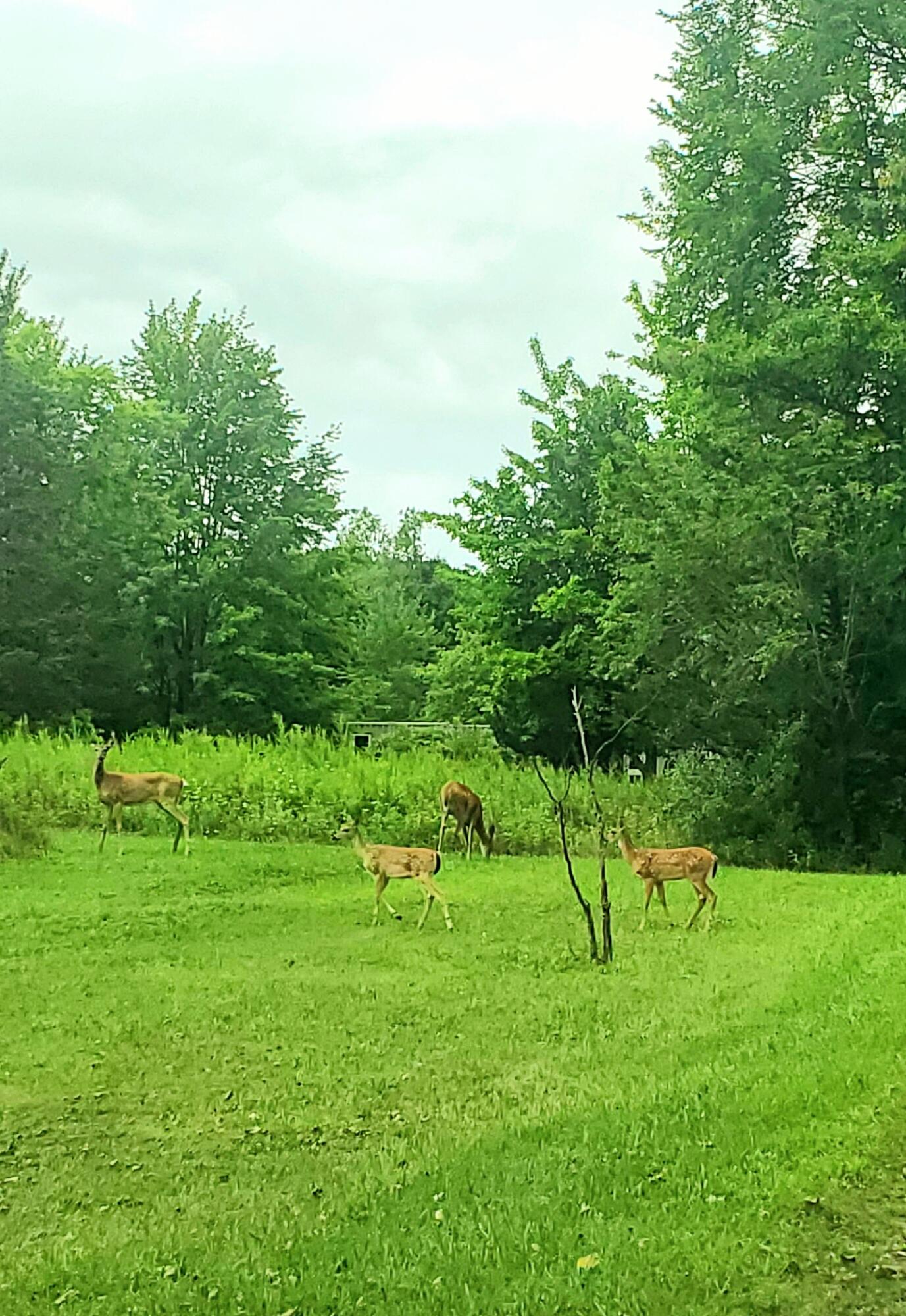 West Warren Woods Road Lakeside, MI 49128 - Photo 12 of 13 Wildlife