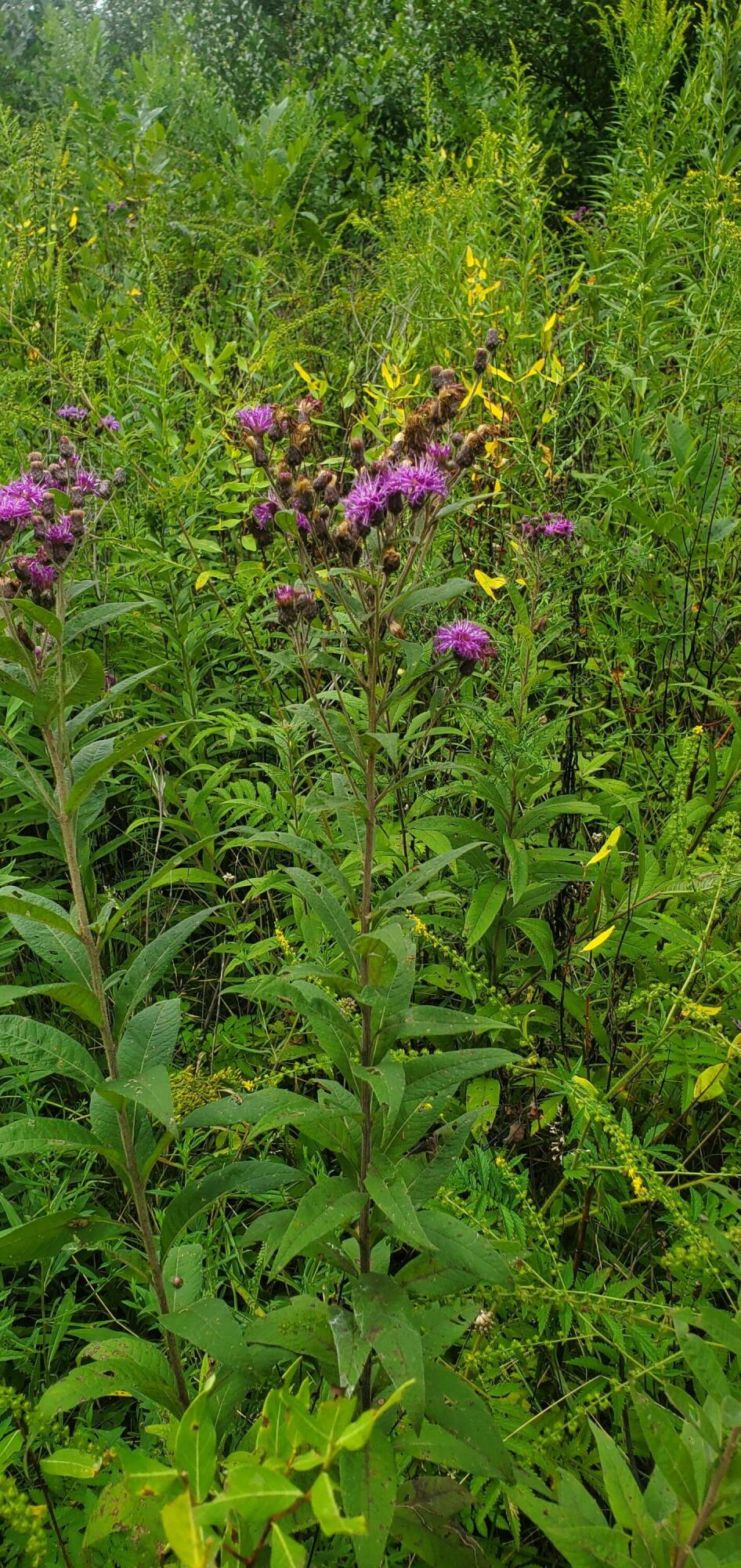 West Warren Woods Road Lakeside, MI 49128 - Photo 9 of 13 Wildflowers