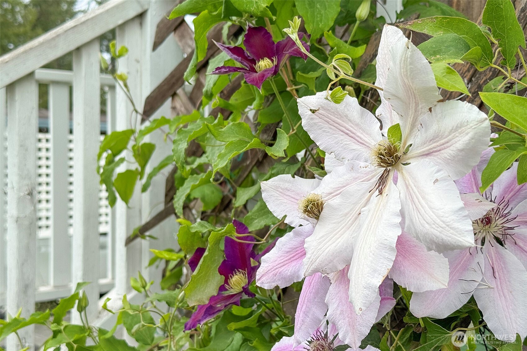 90 Baywood Village Road, Unit 34 Sequim, WA 98382 - Photo 4 of 40 a view of a flower in a yard