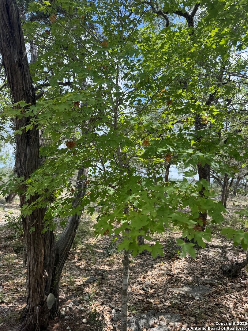 201 Cypress Bluff Road Pipe Creek, TX 78063 - Photo 16 of 16 a backyard of a house with lots of plants