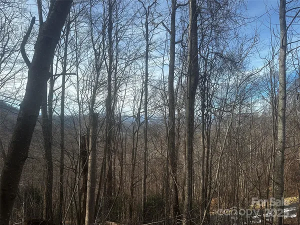 a view of trees with lots of trees
