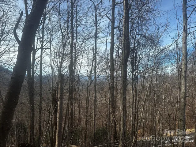 a view of trees with lots of trees