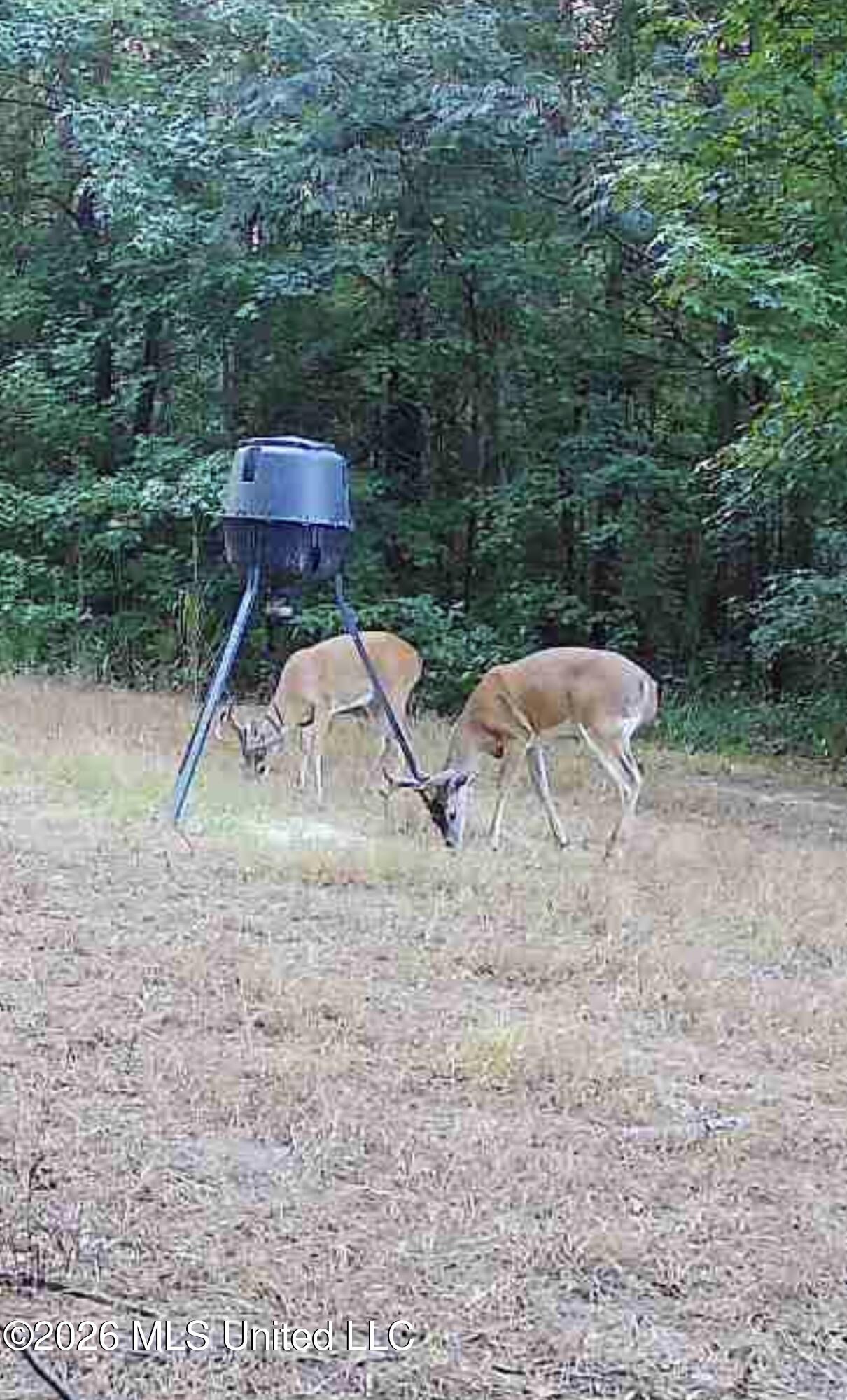 1356 Jeff Dodd Road West, MS 39192 - Photo 61 of 73 IMG_5372
