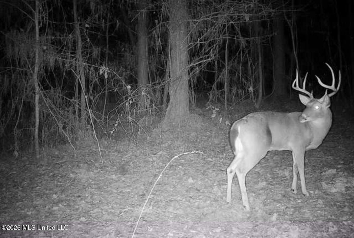 1356 Jeff Dodd Road West, MS 39192 - Photo 67 of 73 IMG_8821