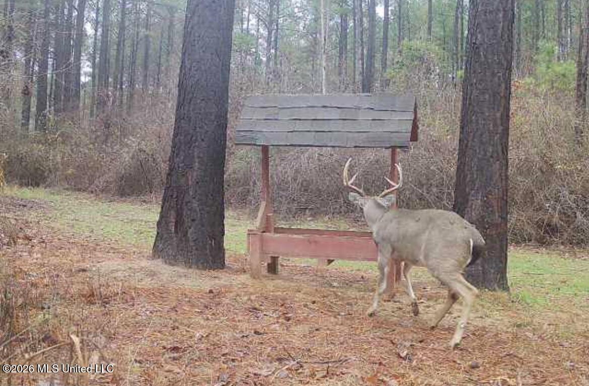 1356 Jeff Dodd Road West, MS 39192 - Photo 68 of 73 IMG_8864