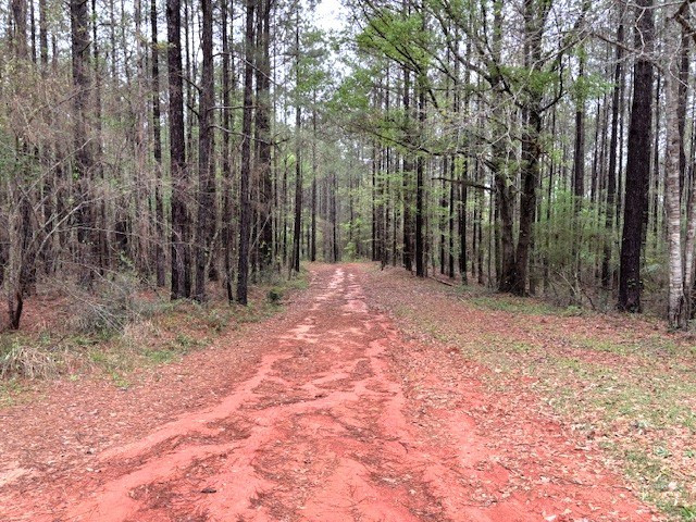 Tbd Ellis Dillon Road Tylertown, MS 39667 - Photo 34 of 46 Interior Roads