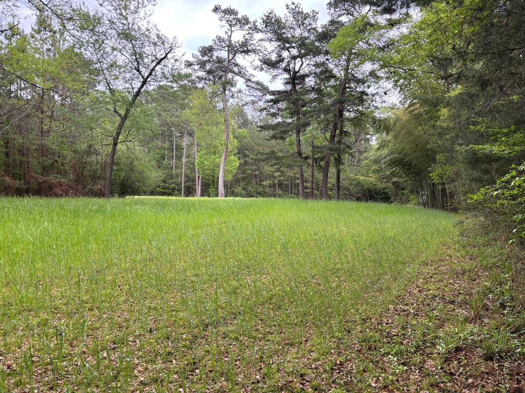 Tbd Ellis Dillon Road Tylertown, MS 39667 - Photo 45 of 46 Photo 45