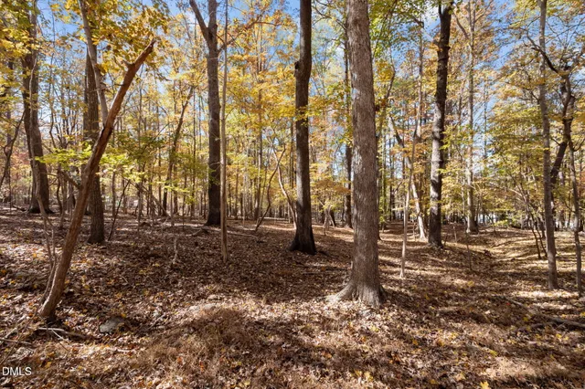 a view of a forest with trees