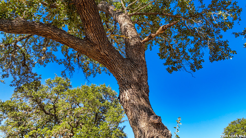 218 Quest Avenue Spring Branch, TX 78070 - Photo 3 of 13 a view of a tree