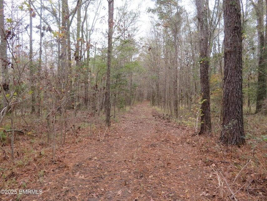 301 Co Road Heidelberg, MS 39439 - Photo 20 of 28 20251204213407249832000000-o