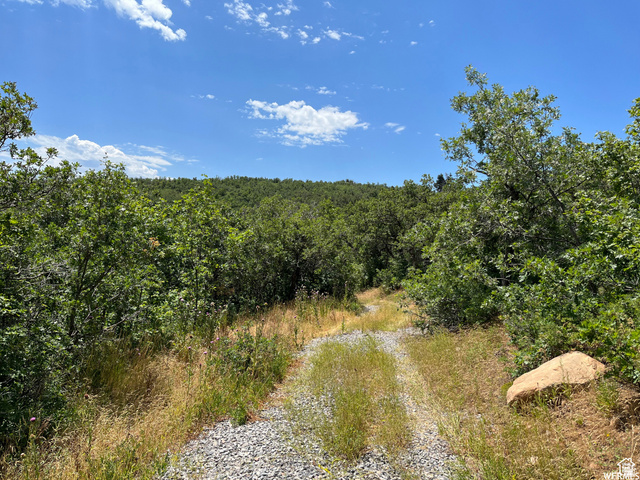 St, Unit 41 Springville, UT 84663 - Photo 10 of 12 View of wooded area