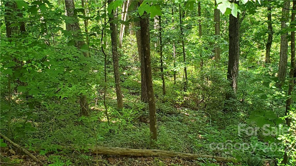 2100 Hogback Mountain Road Tryon, NC 28782 - Photo 13 of 20 a view of forest