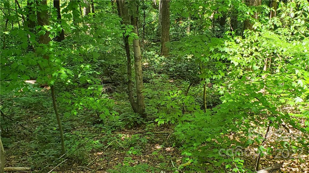 2100 Hogback Mountain Road Tryon, NC 28782 - Photo 14 of 20 a view of a lush green forest