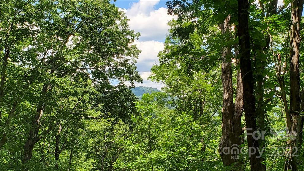 2100 Hogback Mountain Road Tryon, NC 28782 - Photo 6 of 20 a view of a tree in a garden