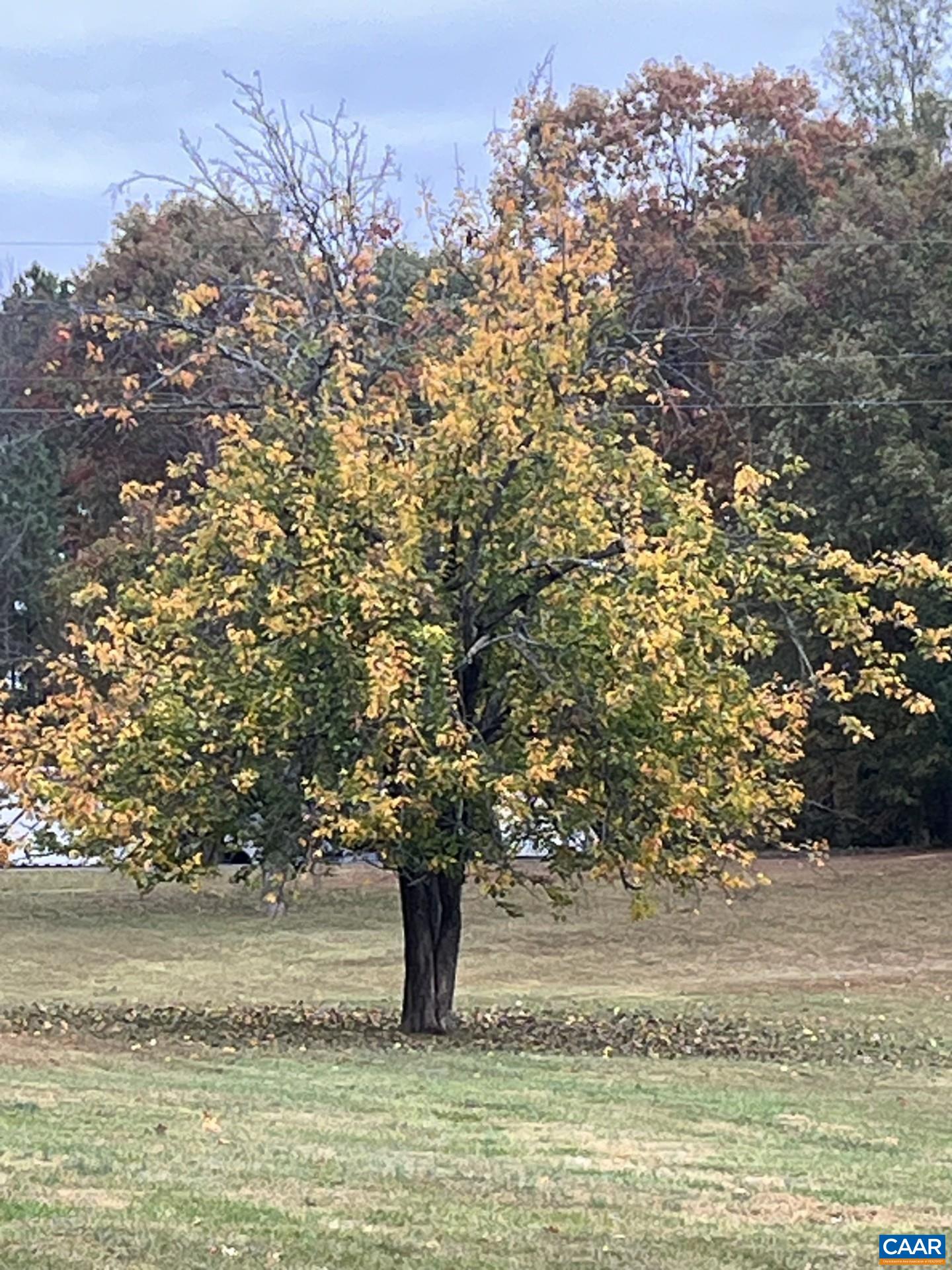 916 Hensley Road Mineral, VA 23117 - Photo 50 of 66 Autumn tree