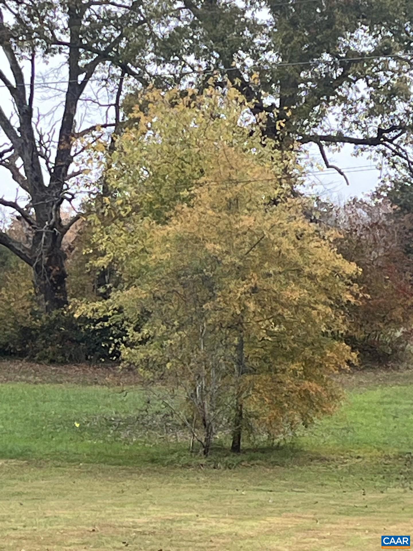 916 Hensley Road Mineral, VA 23117 - Photo 51 of 66 Autumn tree