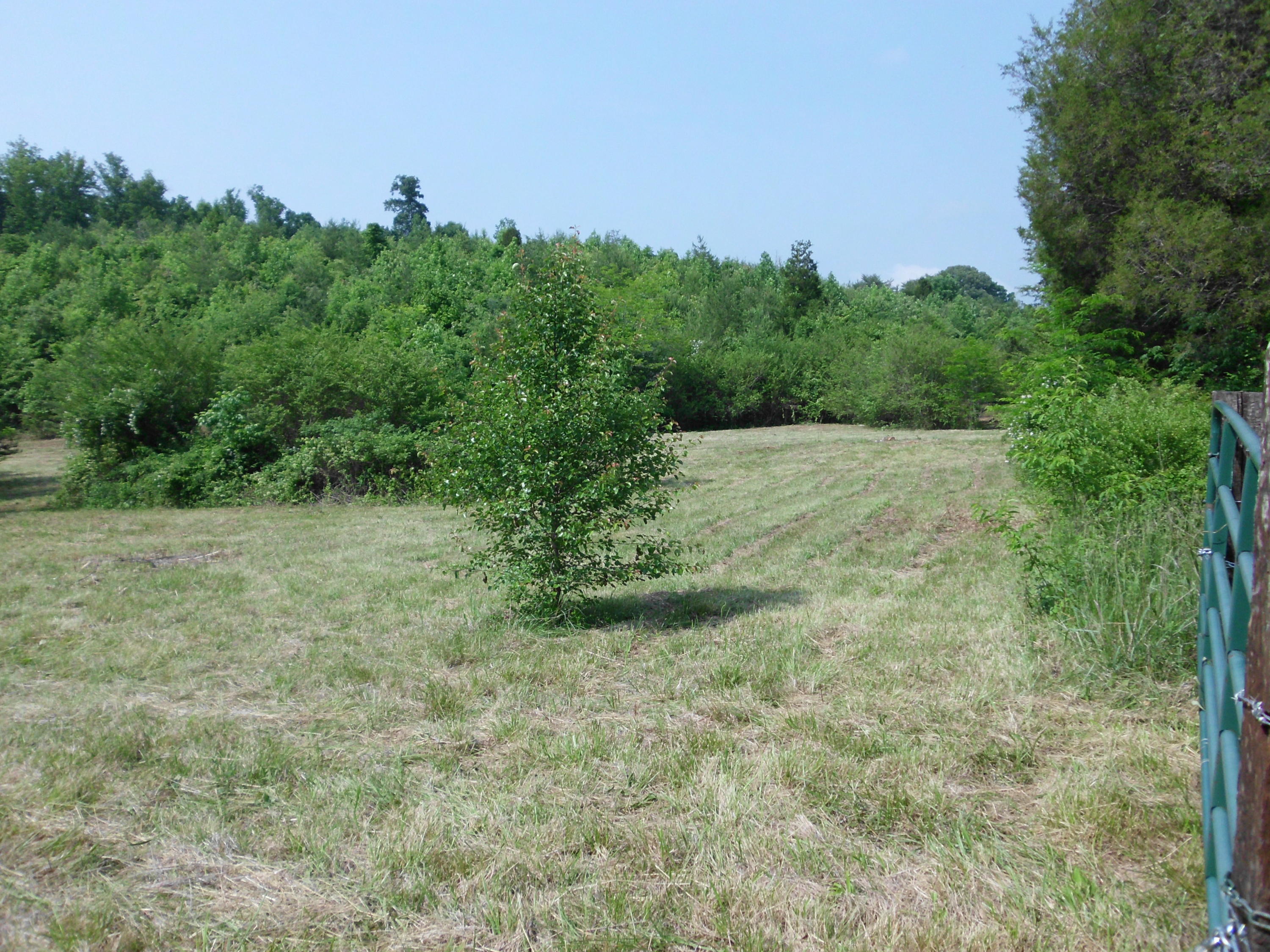 Curtis Road, Unit 1948L Tellico Plains, TN 37385 - Photo 5 of 21 SANY0012