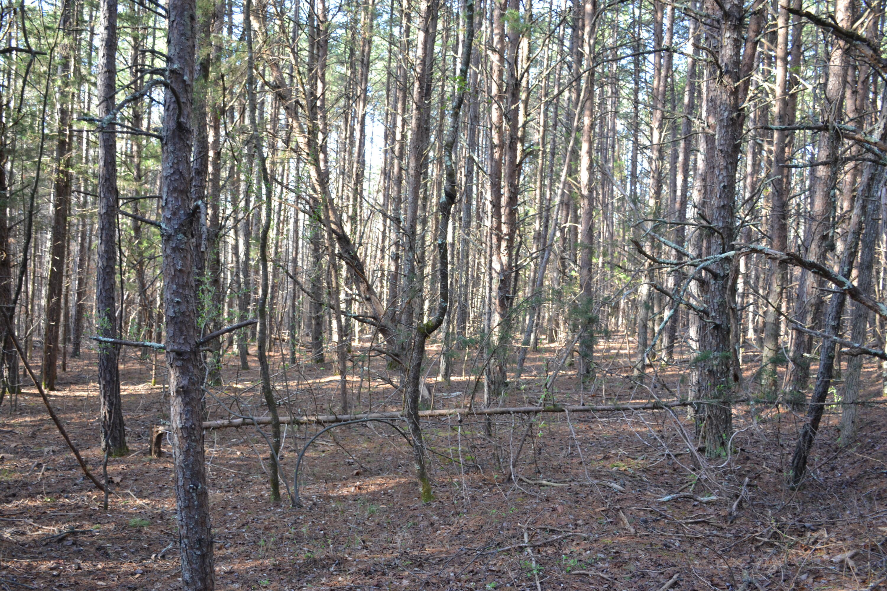 15796 East Gretna Road Gretna, VA 24557 - Photo 20 of 63 a backyard of a house with lots of trees