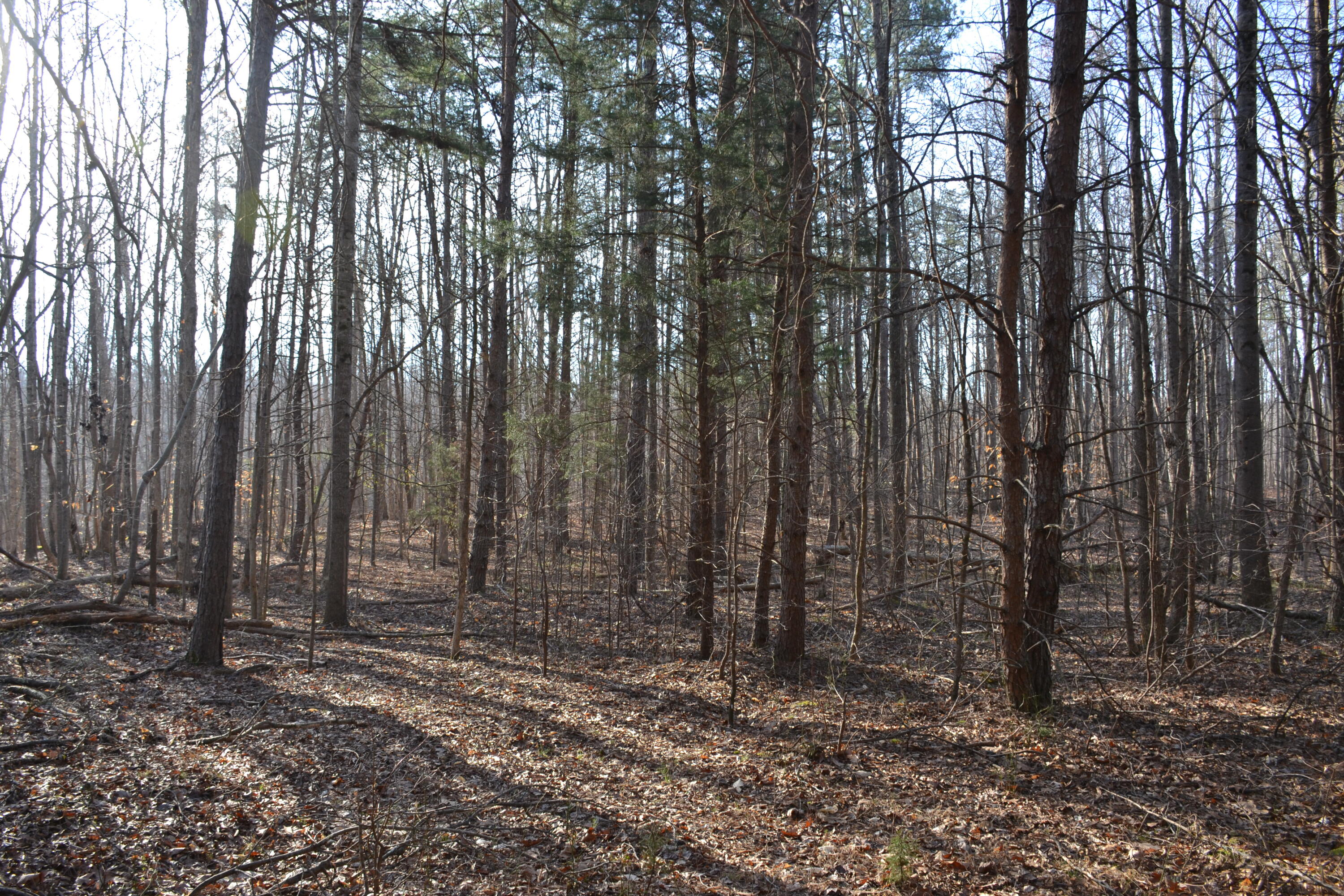15796 East Gretna Road Gretna, VA 24557 - Photo 21 of 63 a view of outdoor space with lots of trees