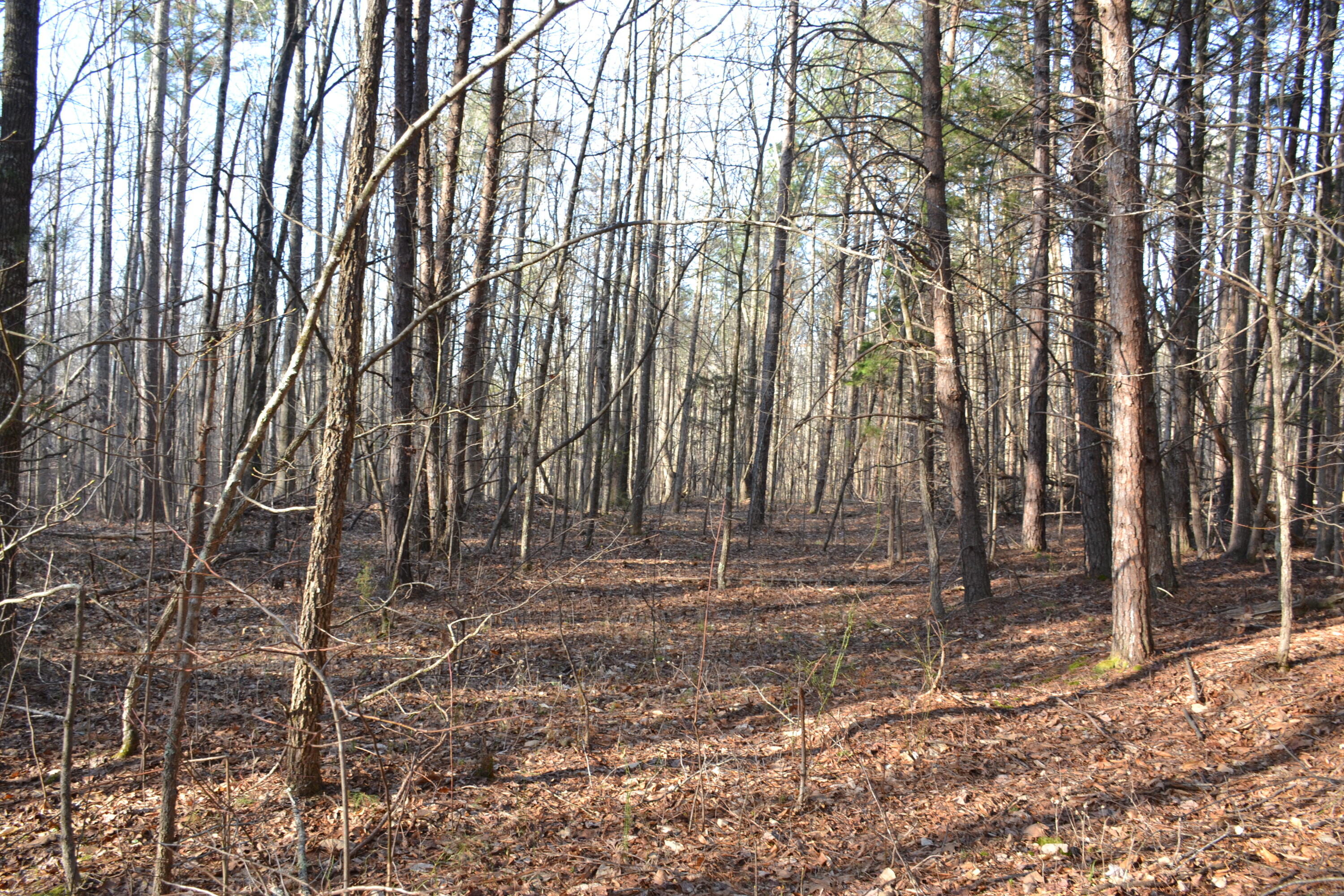 15796 East Gretna Road Gretna, VA 24557 - Photo 22 of 63 a backyard of a house with lots of green space and chair