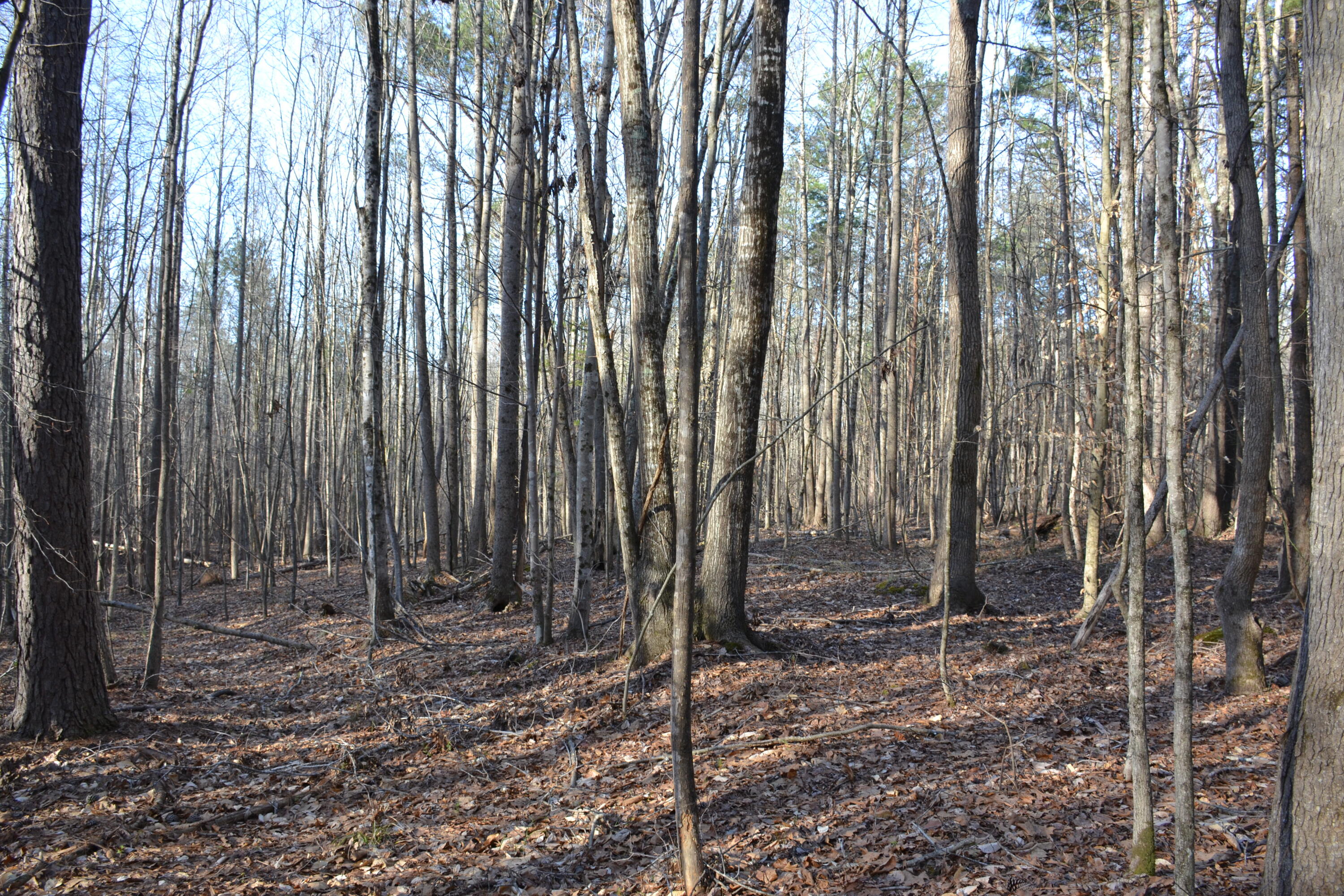15796 East Gretna Road Gretna, VA 24557 - Photo 23 of 63 a view of a backyard