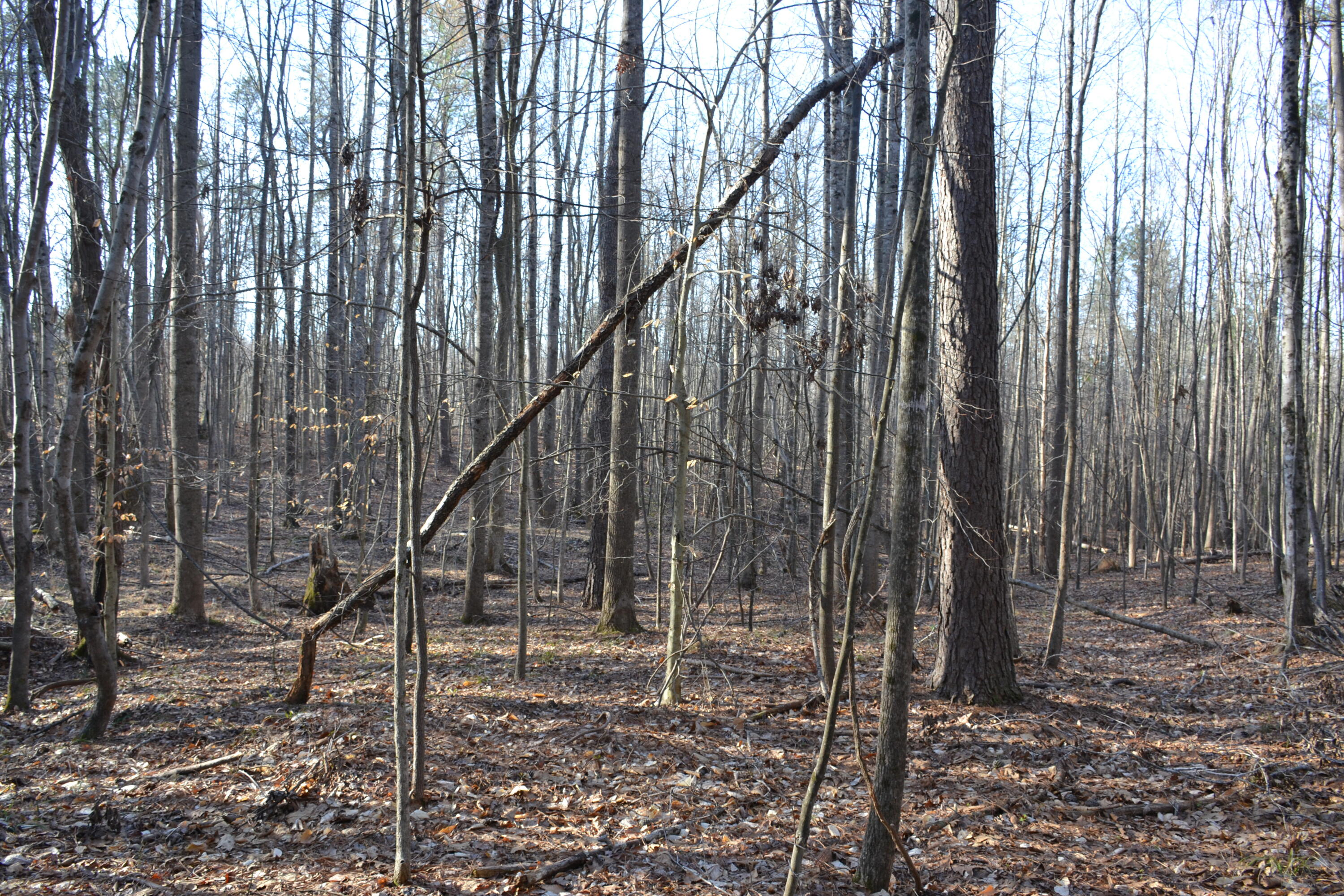 15796 East Gretna Road Gretna, VA 24557 - Photo 24 of 63 a backyard of a house with lots of green space