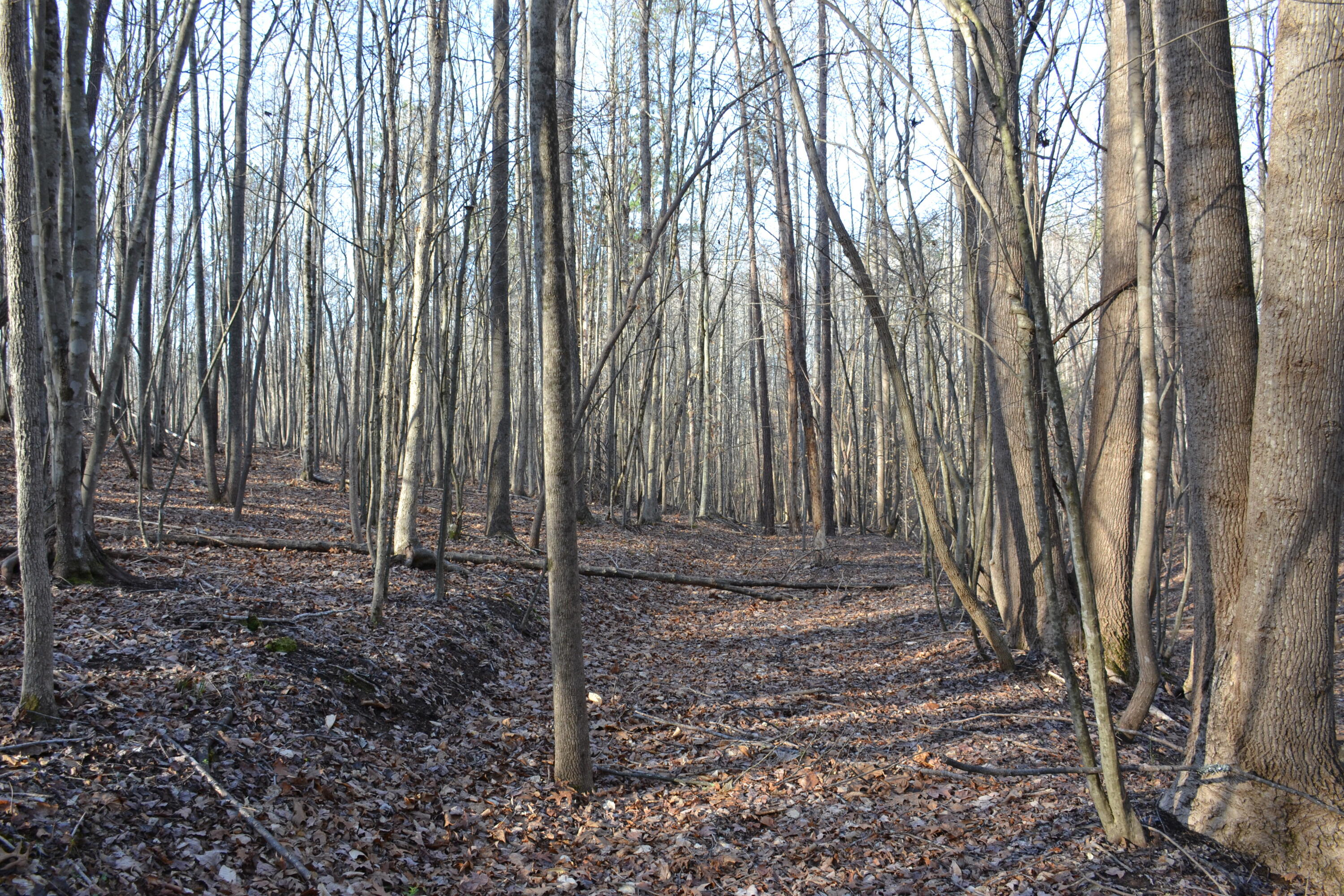 15796 East Gretna Road Gretna, VA 24557 - Photo 26 of 63 a view of a backyard with trees