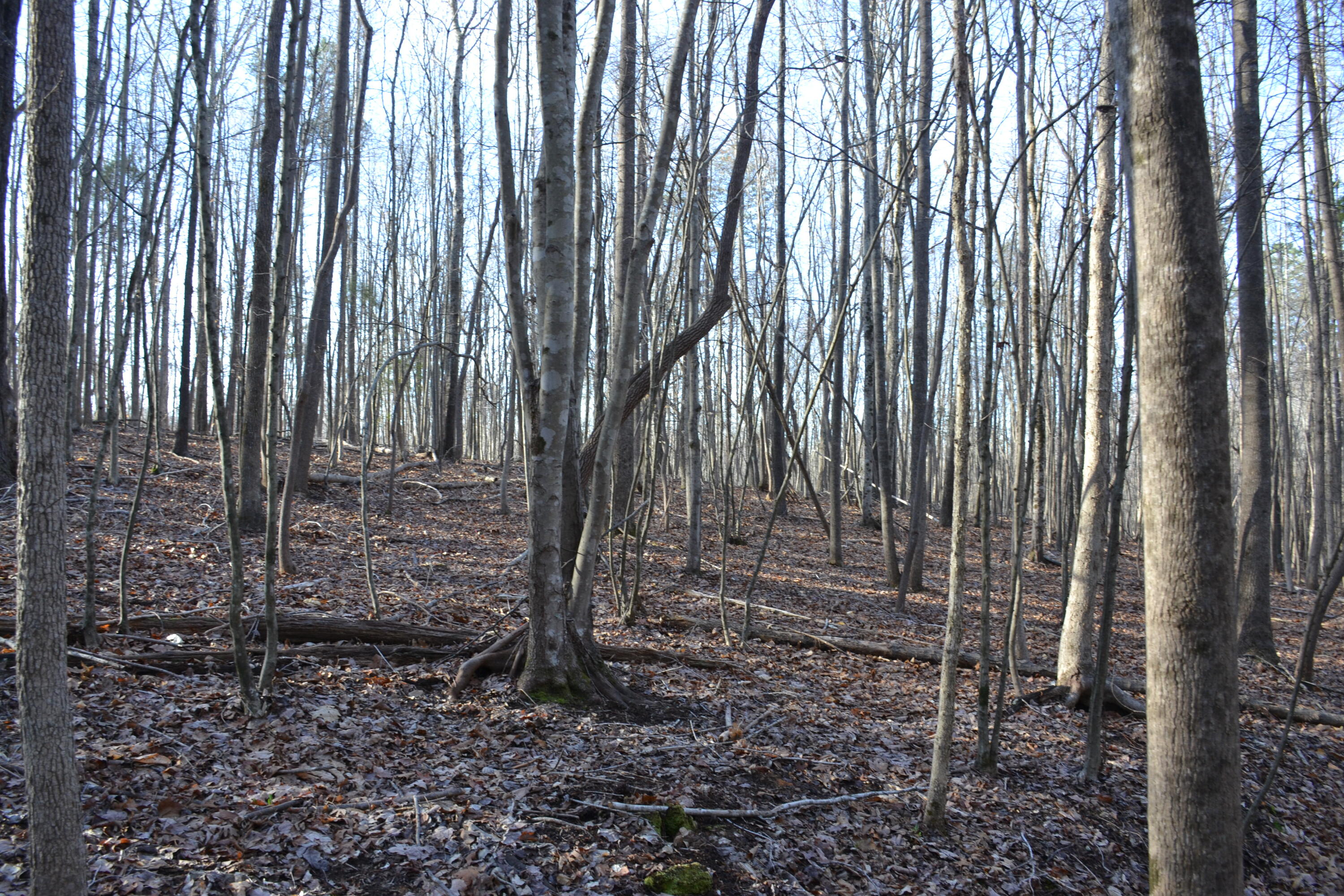 15796 East Gretna Road Gretna, VA 24557 - Photo 28 of 63 a view of backyard with plants and trees