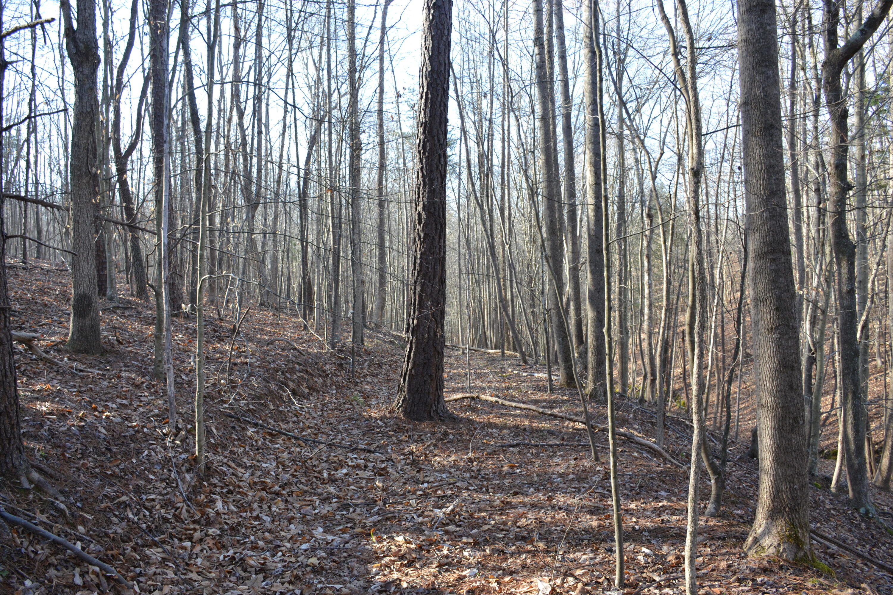 15796 East Gretna Road Gretna, VA 24557 - Photo 29 of 63 a view of outdoor space with plants