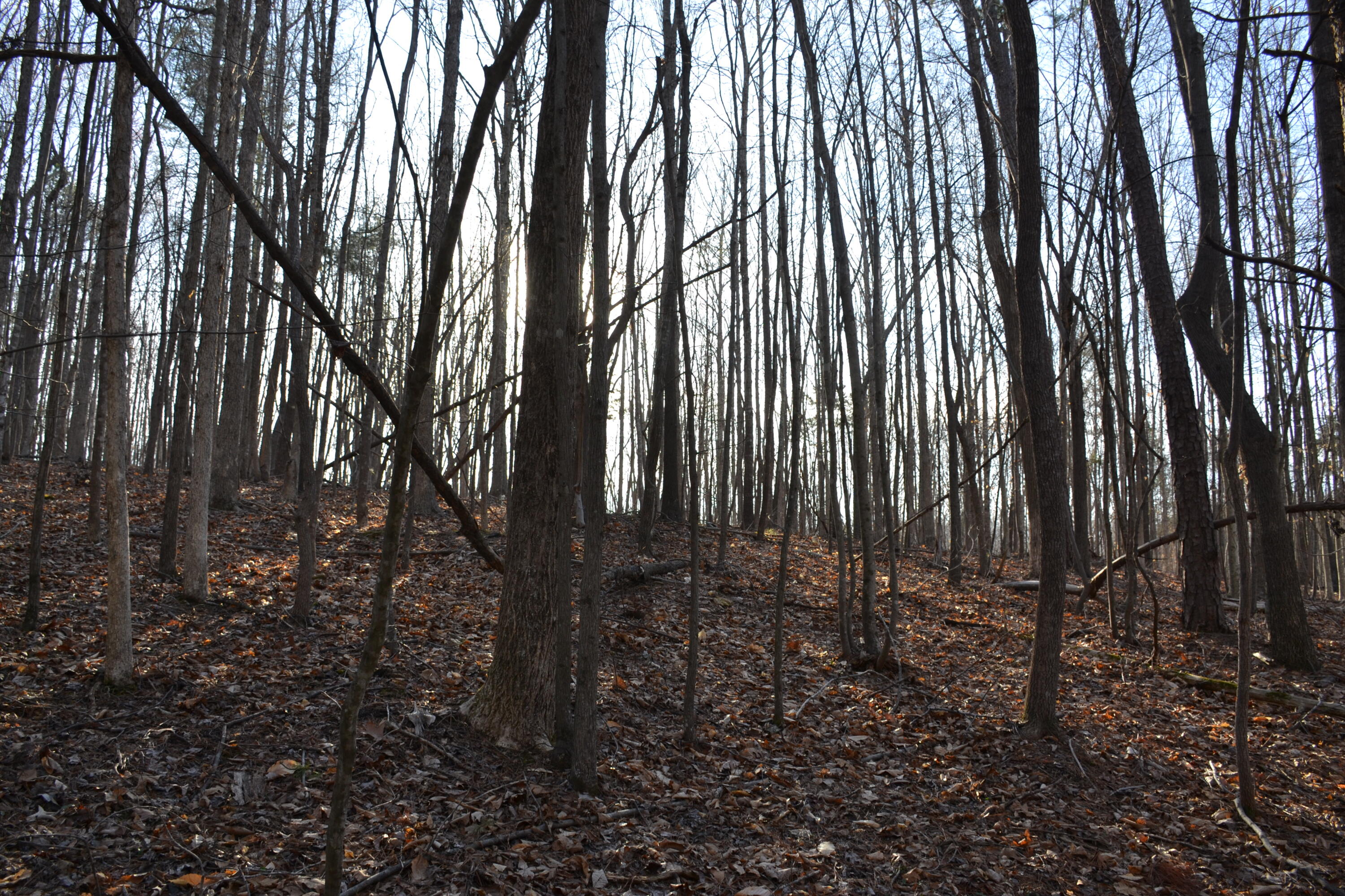 15796 East Gretna Road Gretna, VA 24557 - Photo 30 of 63 a view of lots of trees
