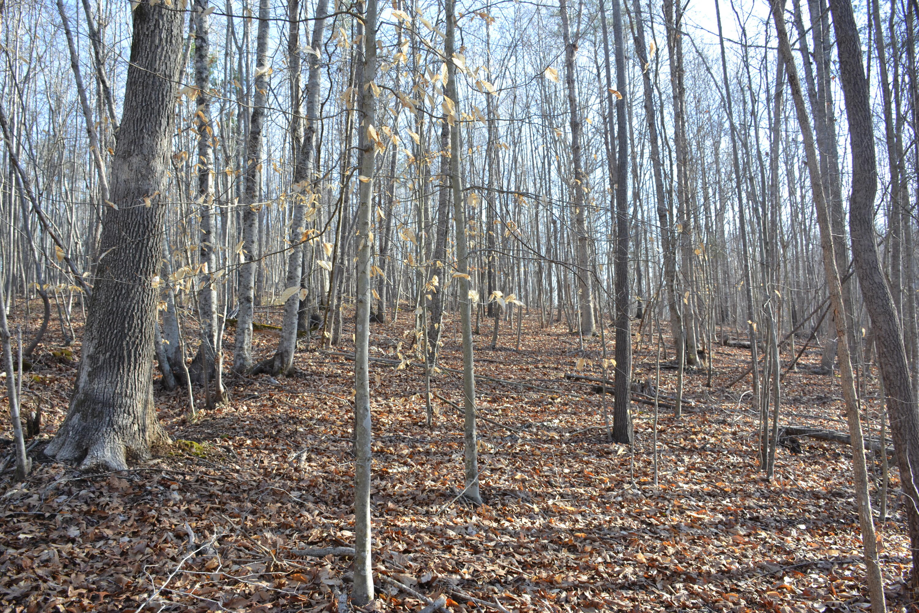 15796 East Gretna Road Gretna, VA 24557 - Photo 35 of 63 a view of a yard with plants and wooden fence