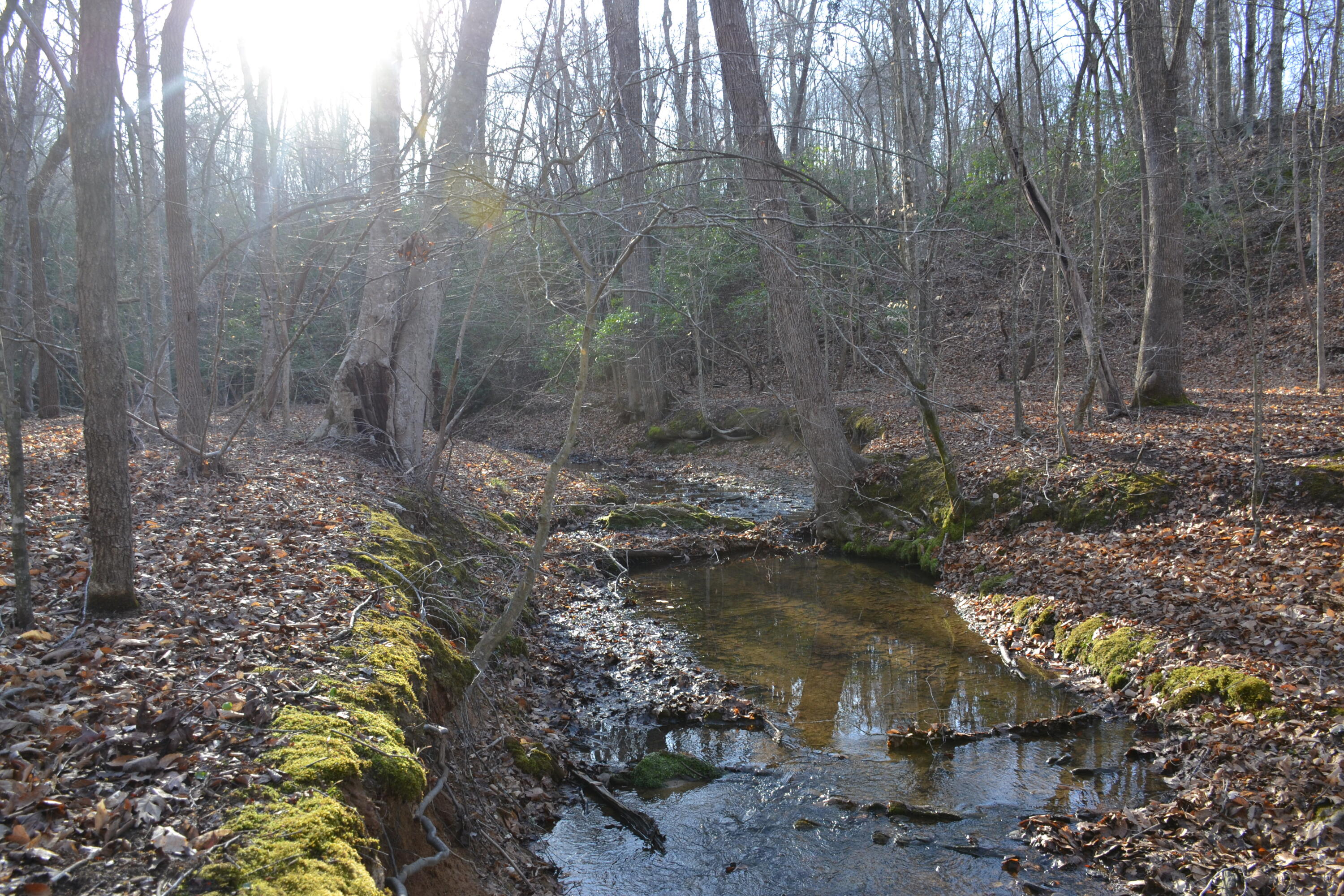 15796 East Gretna Road Gretna, VA 24557 - Photo 36 of 63 a view of a forest with large trees