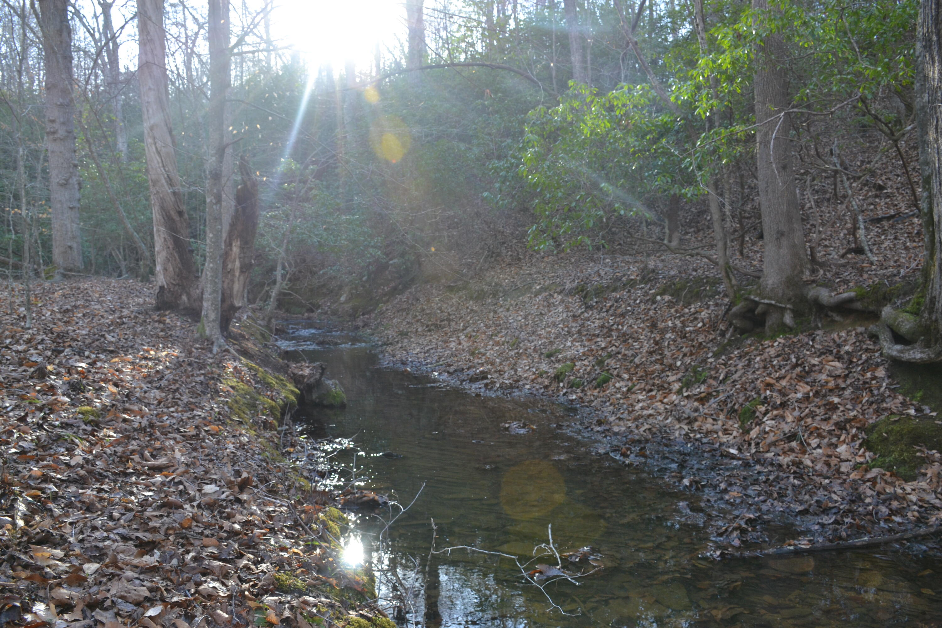 15796 East Gretna Road Gretna, VA 24557 - Photo 37 of 63 a view of a forest filled with trees