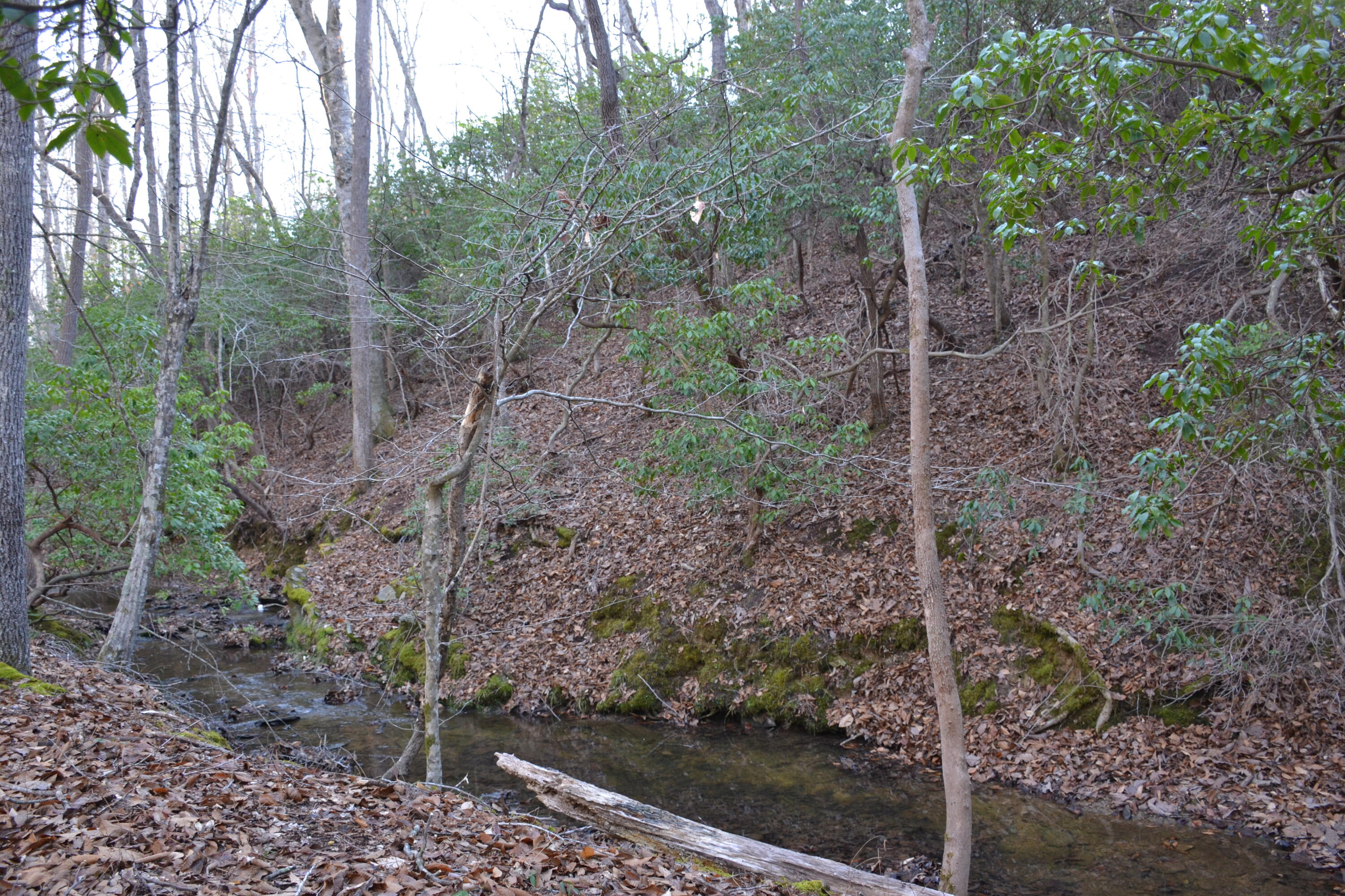 15796 East Gretna Road Gretna, VA 24557 - Photo 38 of 63 a view of a forest with trees