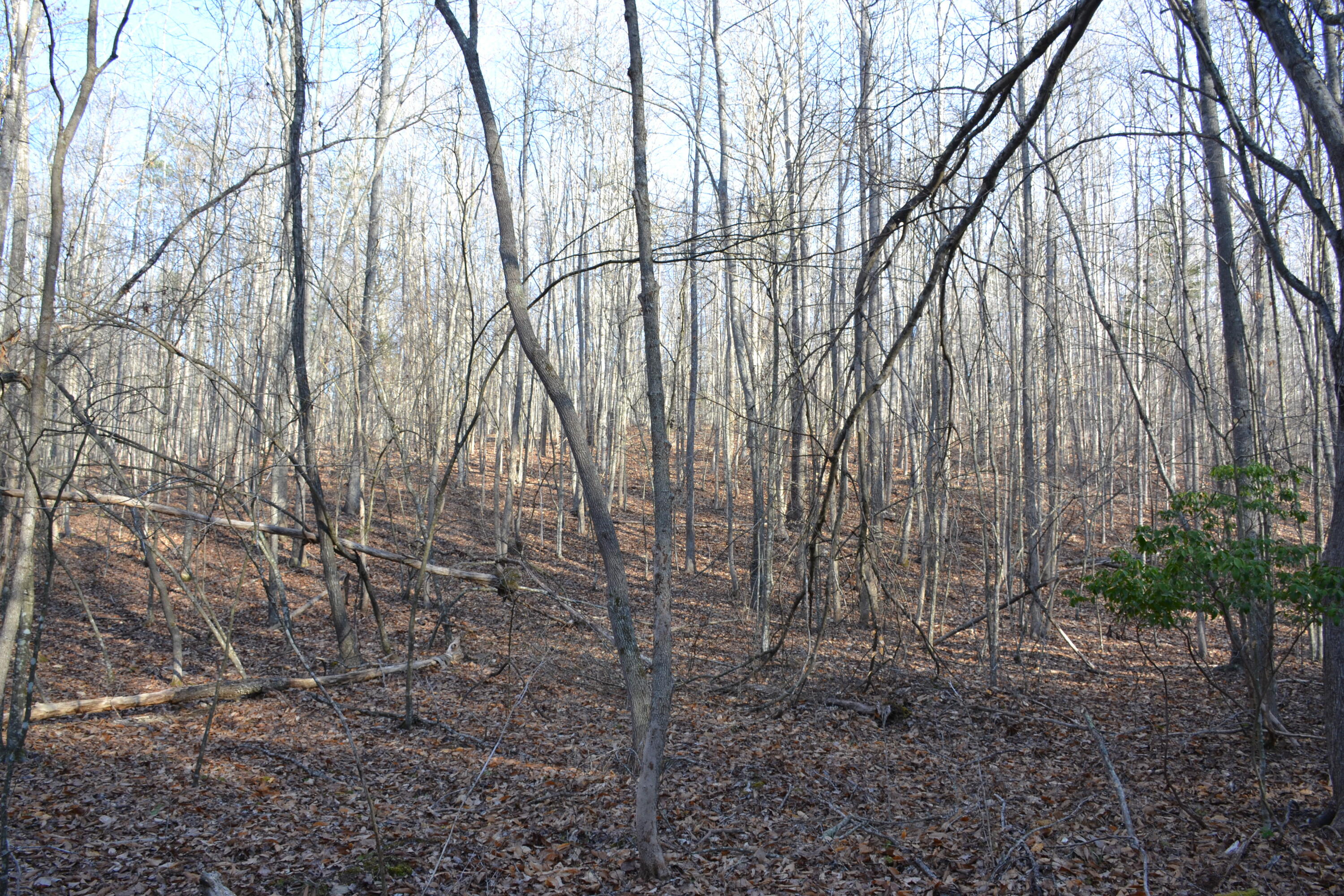 15796 East Gretna Road Gretna, VA 24557 - Photo 39 of 63 a backyard of a house with lots of green space