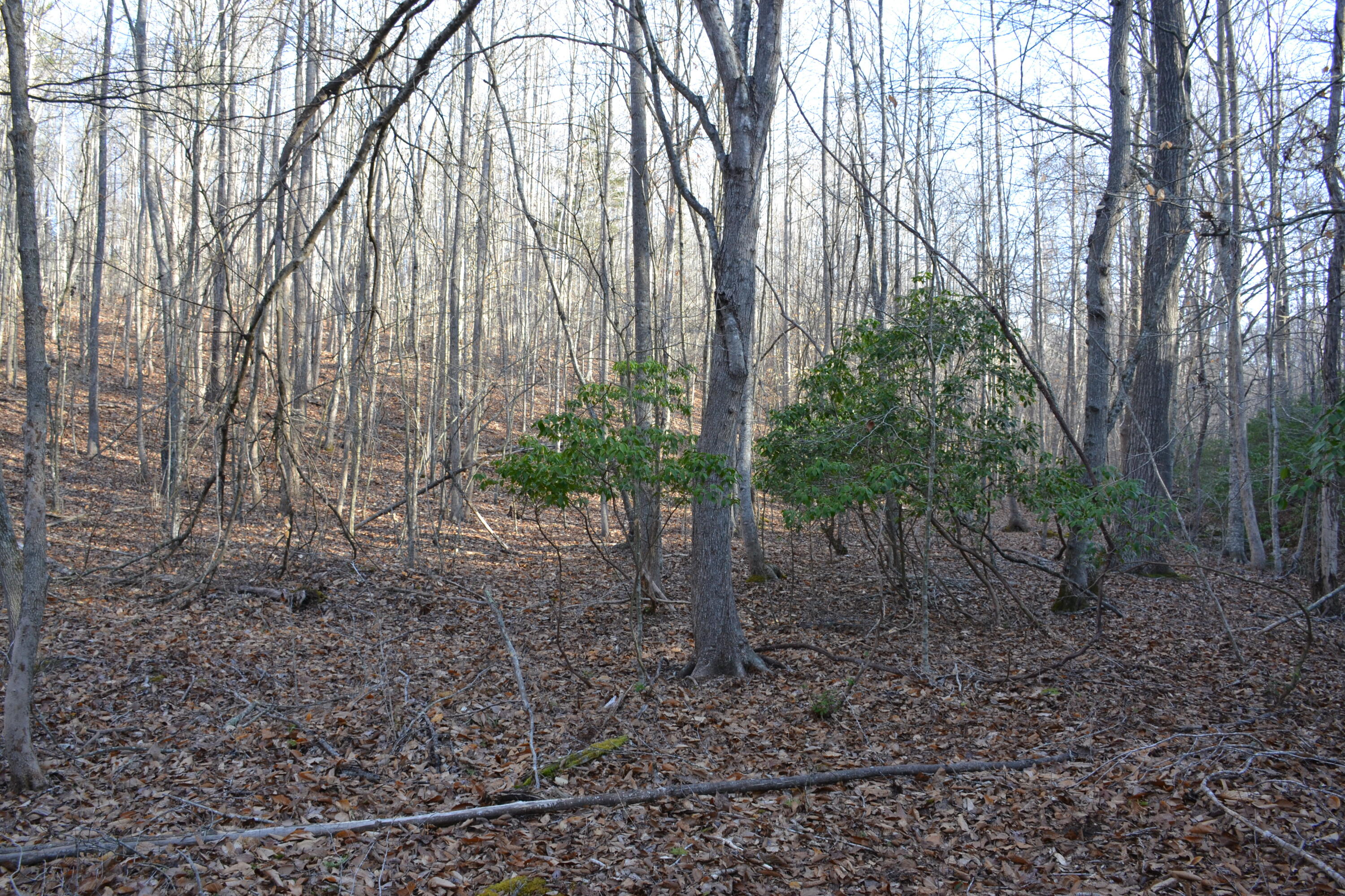 15796 East Gretna Road Gretna, VA 24557 - Photo 40 of 63 a backyard of a house with lots of green space