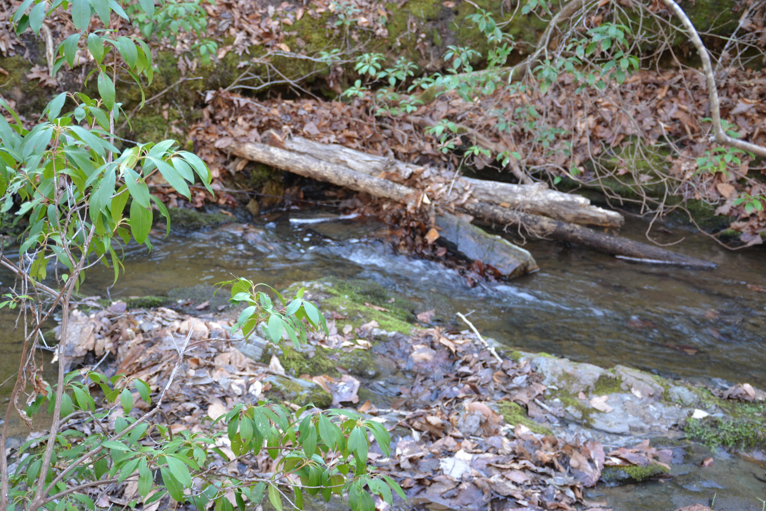 15796 East Gretna Road Gretna, VA 24557 - Photo 41 of 63 a view of a yard with plants