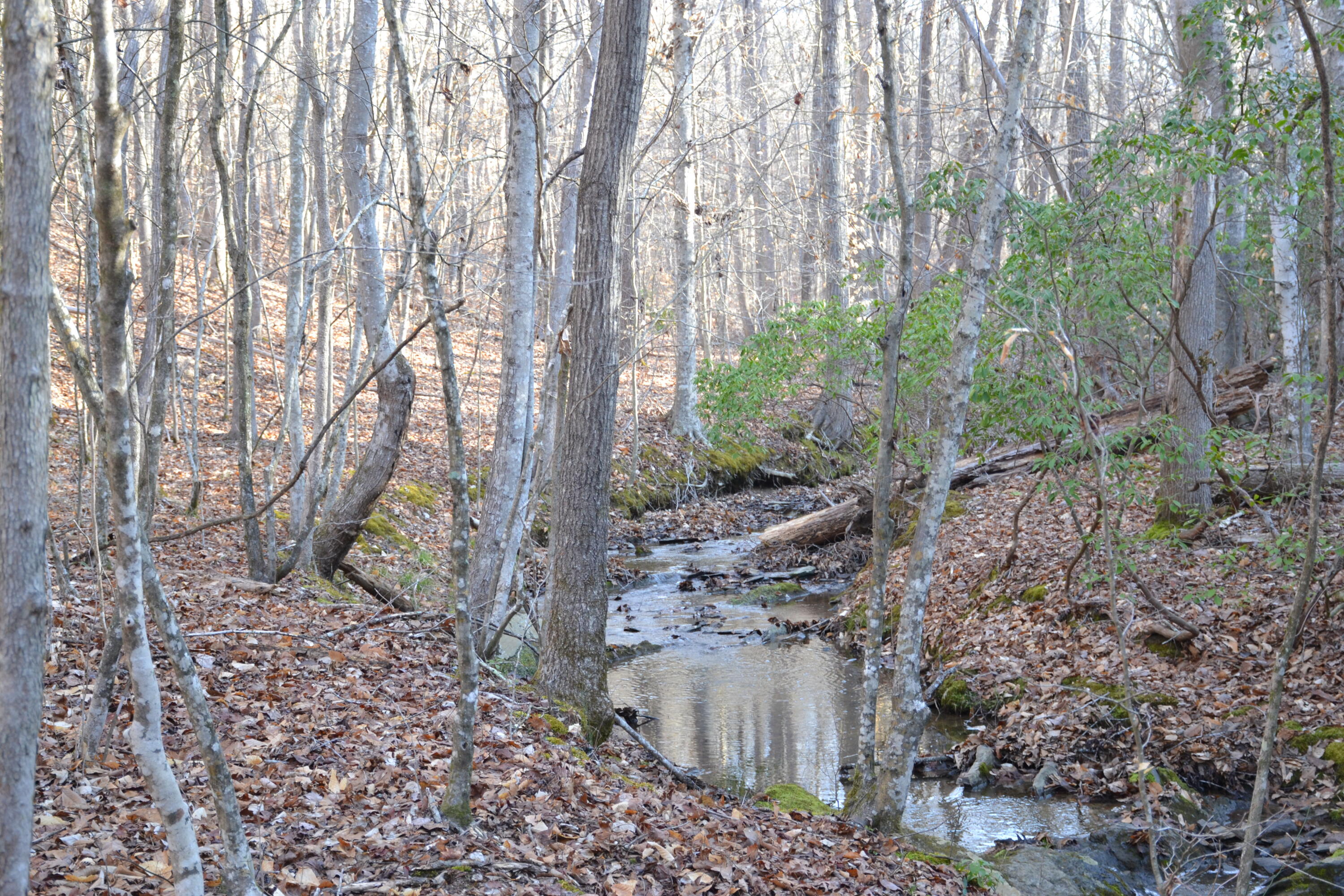 15796 East Gretna Road Gretna, VA 24557 - Photo 42 of 63 a view of a yard with large trees